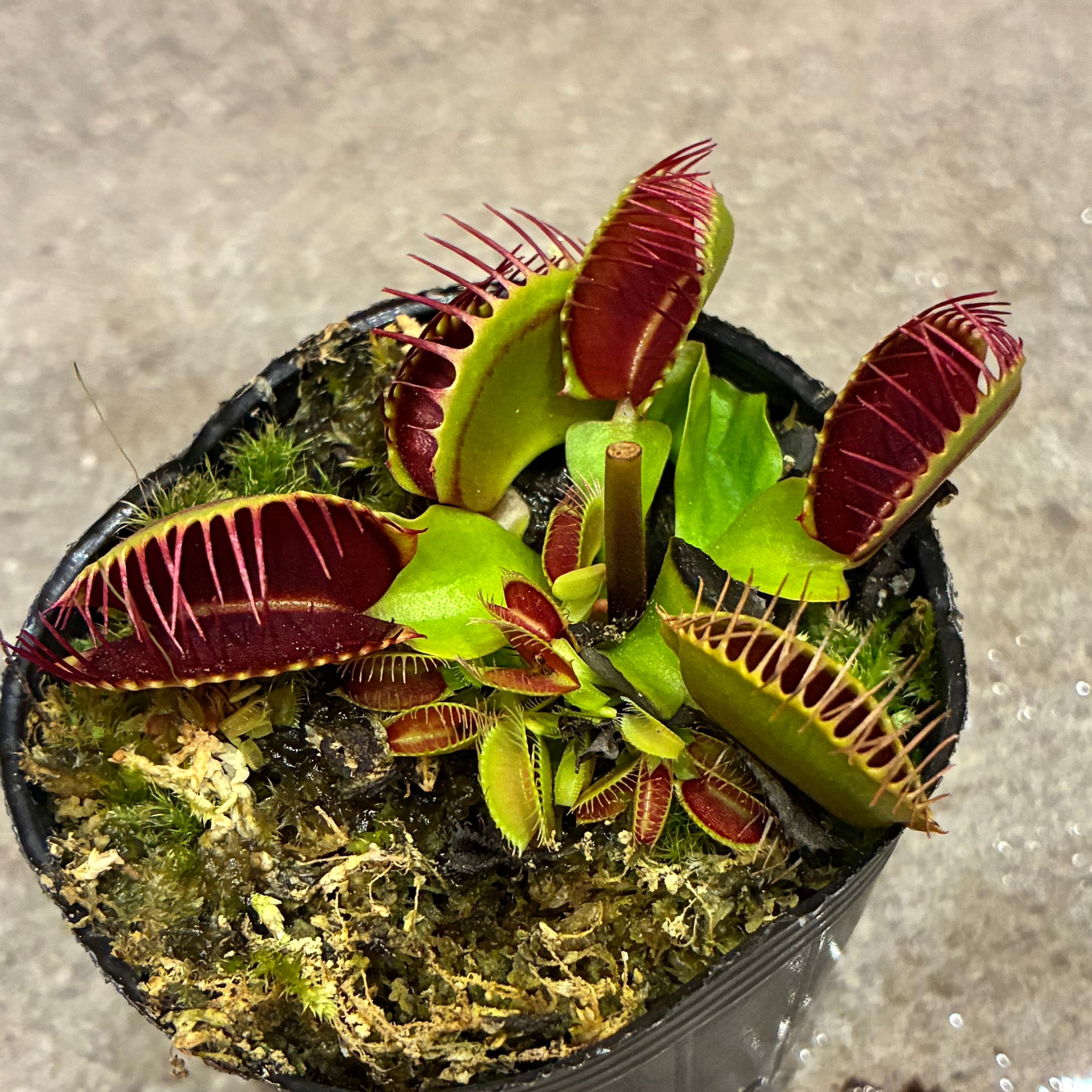 ハエトリソウ G14 Dionaea muscipula G14 | G・LABO shop