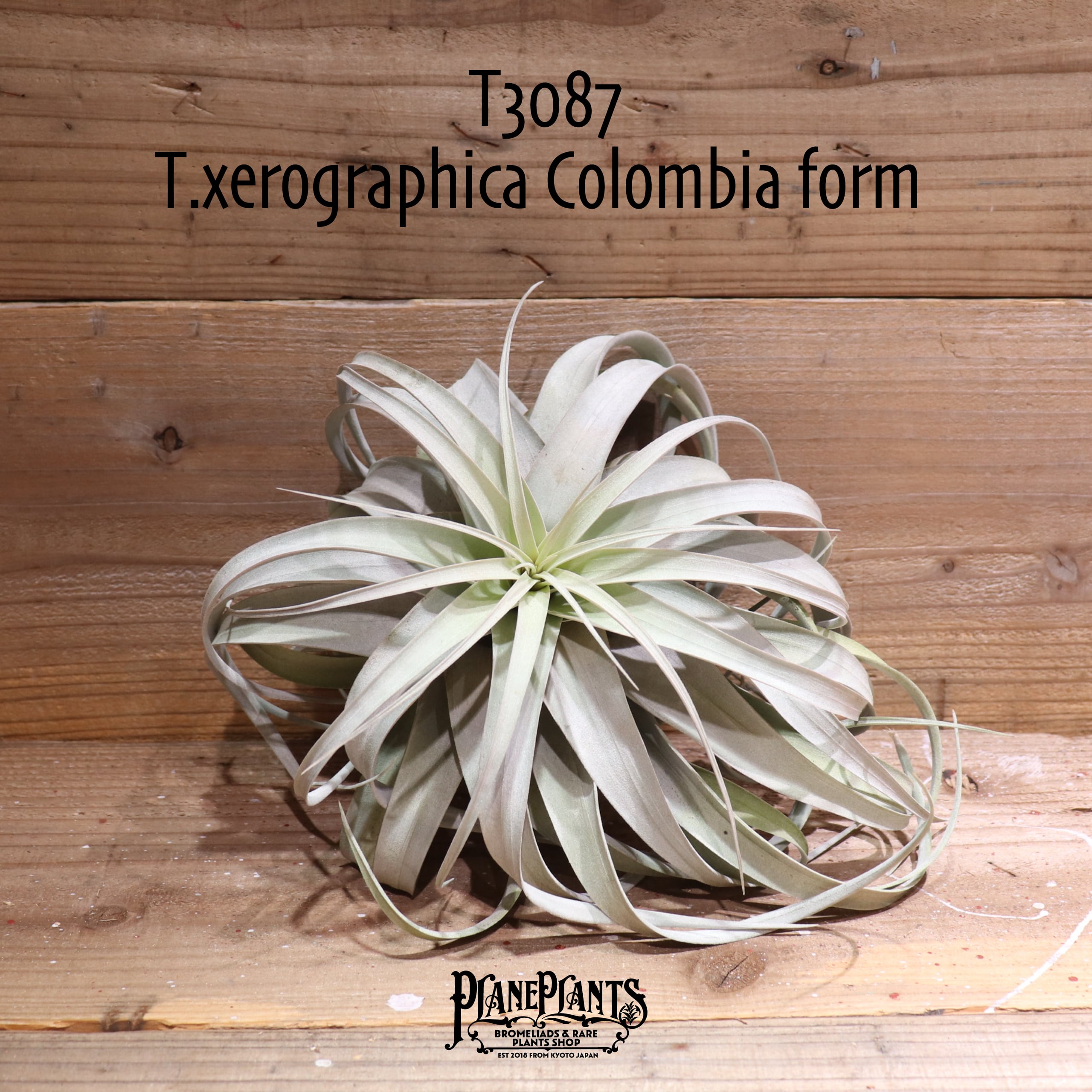 xerographica Colombia form (花芽付き) T3087