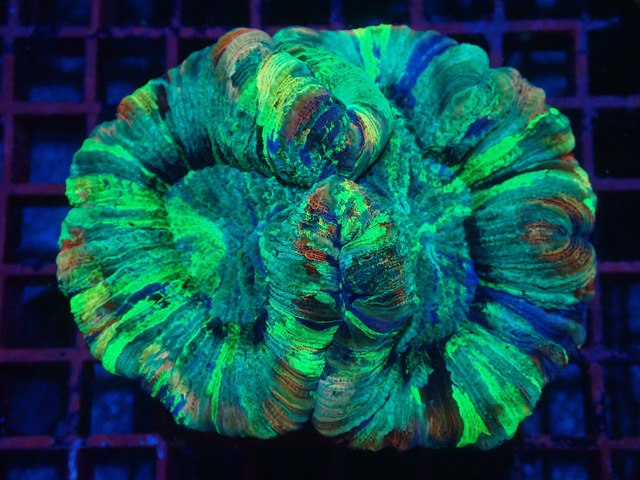 【現地買付】Wellsophyllia Radiata Rainbow