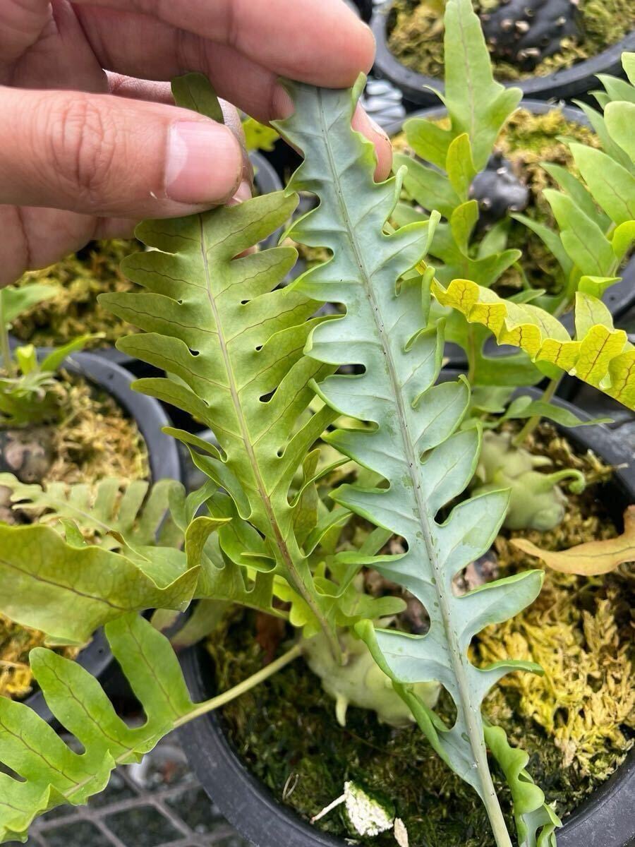 Lecanopteris balgooyi (blue type) | 伊藤蟻植物農園