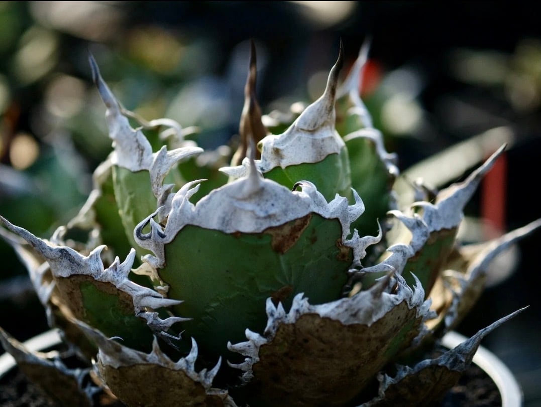 Oaxaca seedling「オアハカ実生」アガベ Agave | AZ.PLANTS