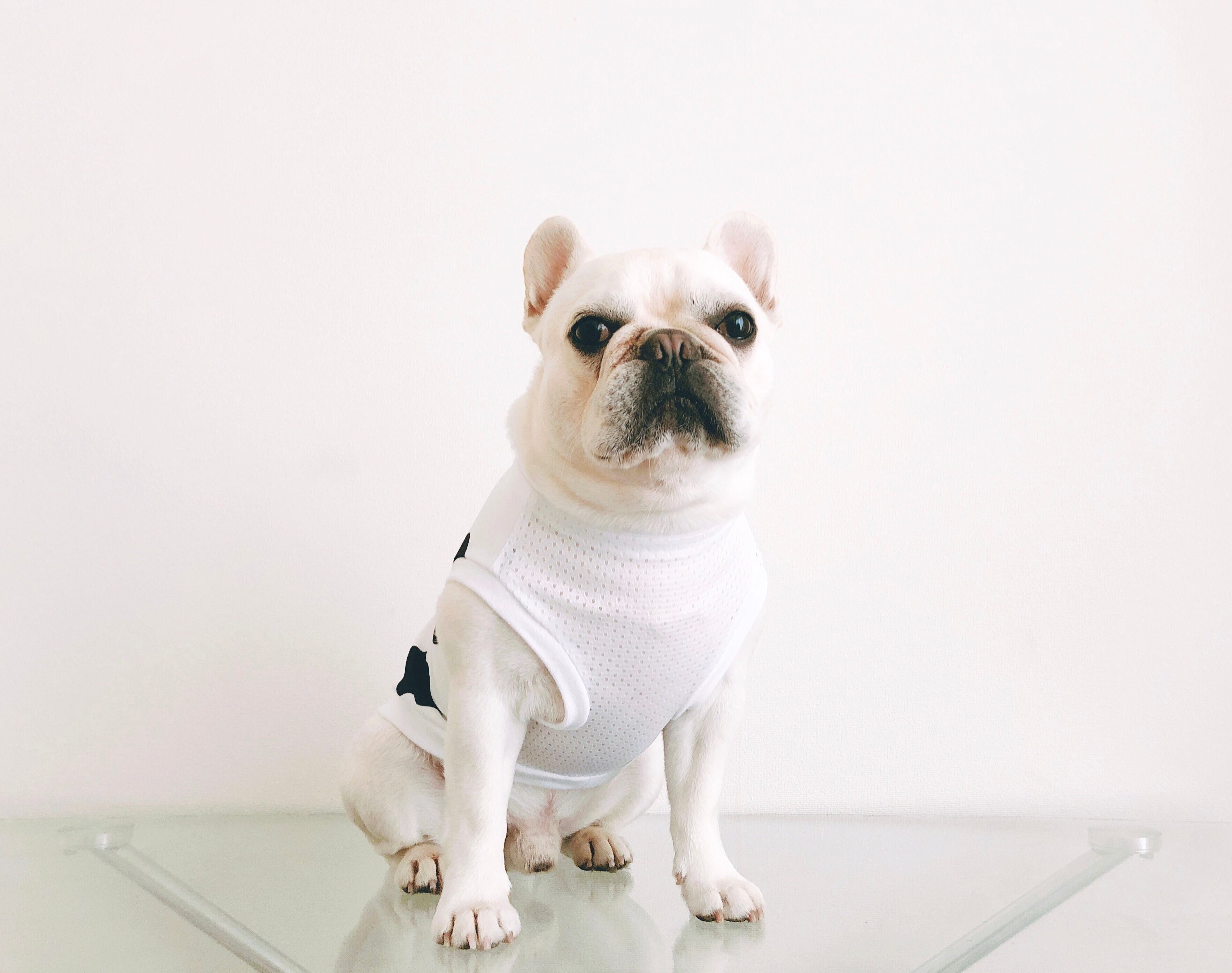 フロントメッシュタンクトップ＊ウシさん＊ | 犬服BUTTER