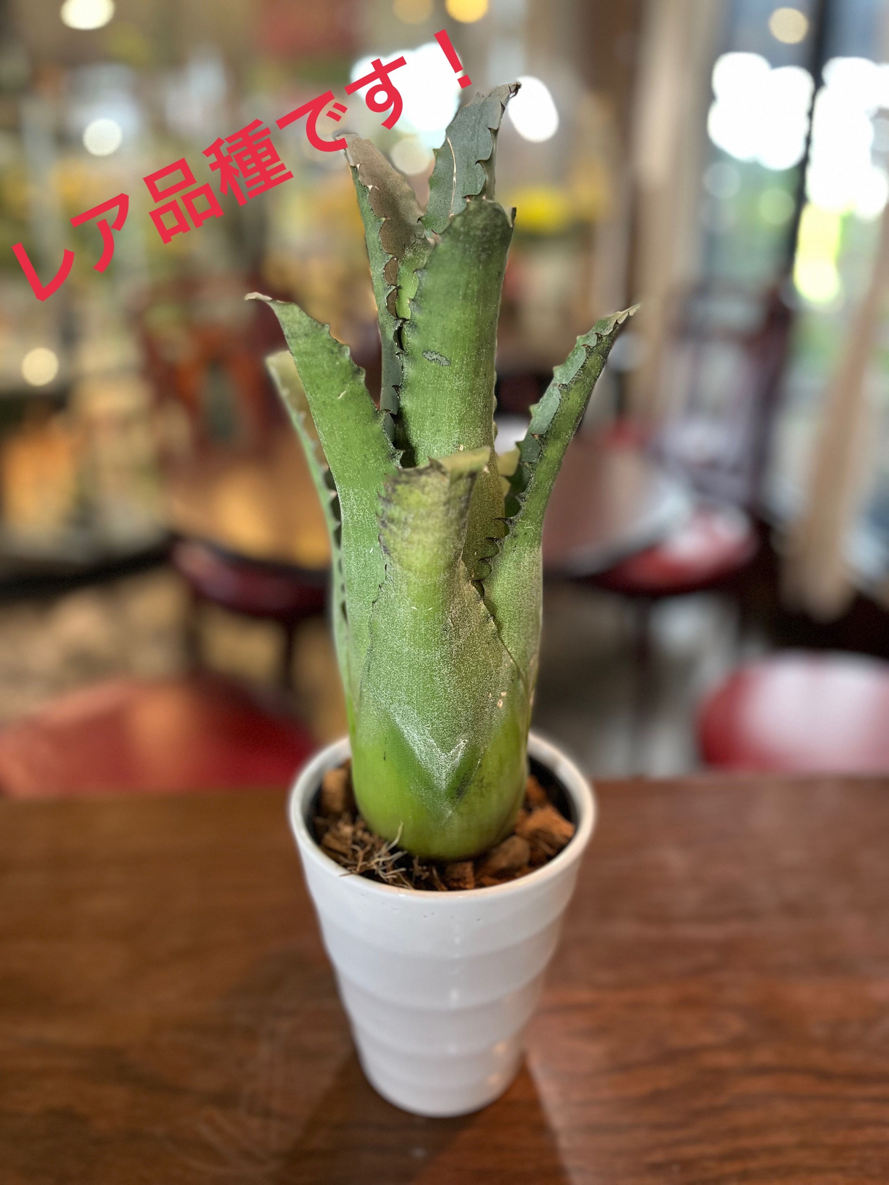 P. Willinckii cv. Sailor Mercury (OC) 【artPLANTs/PLANTS GARAGE