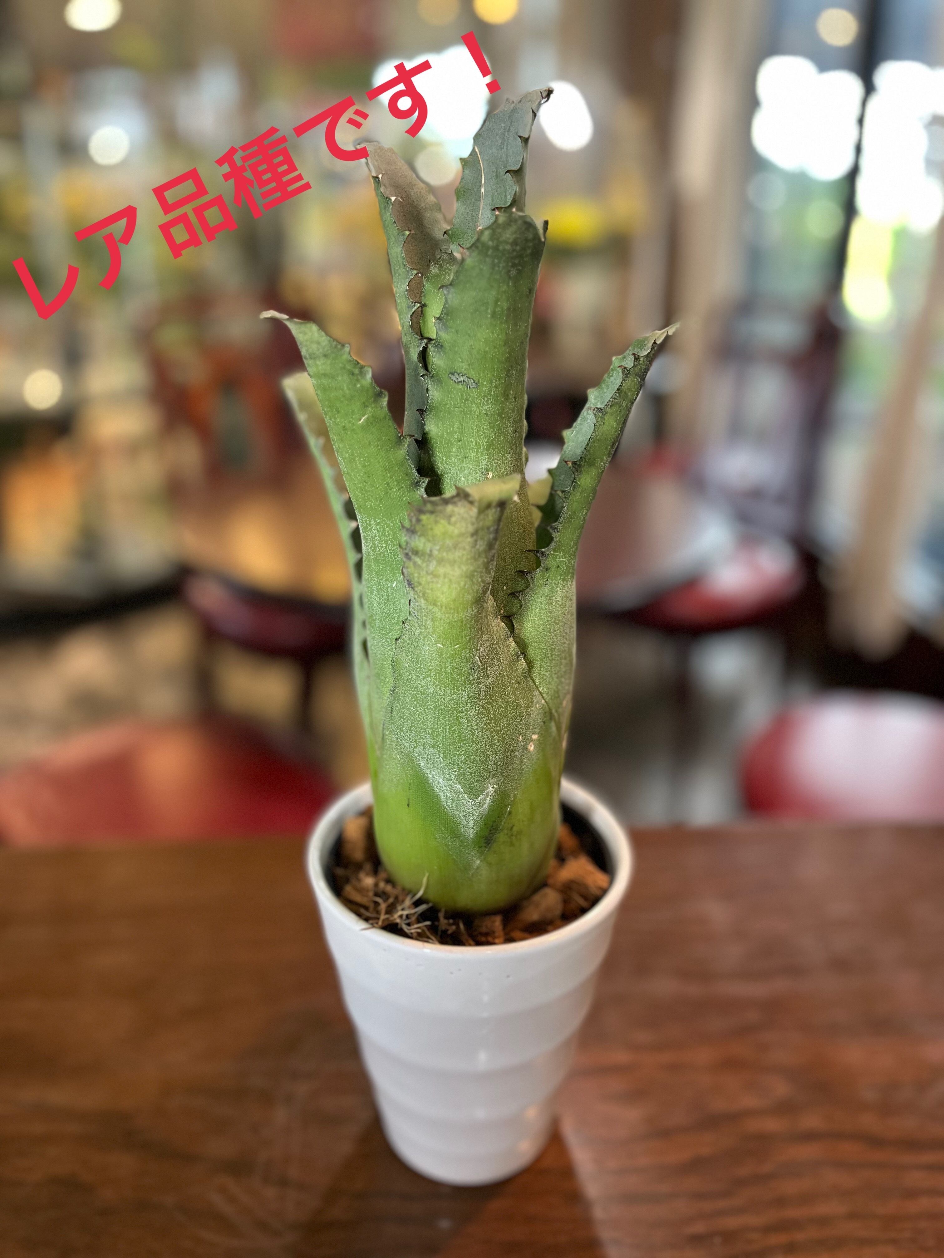 ホヘンベルギア