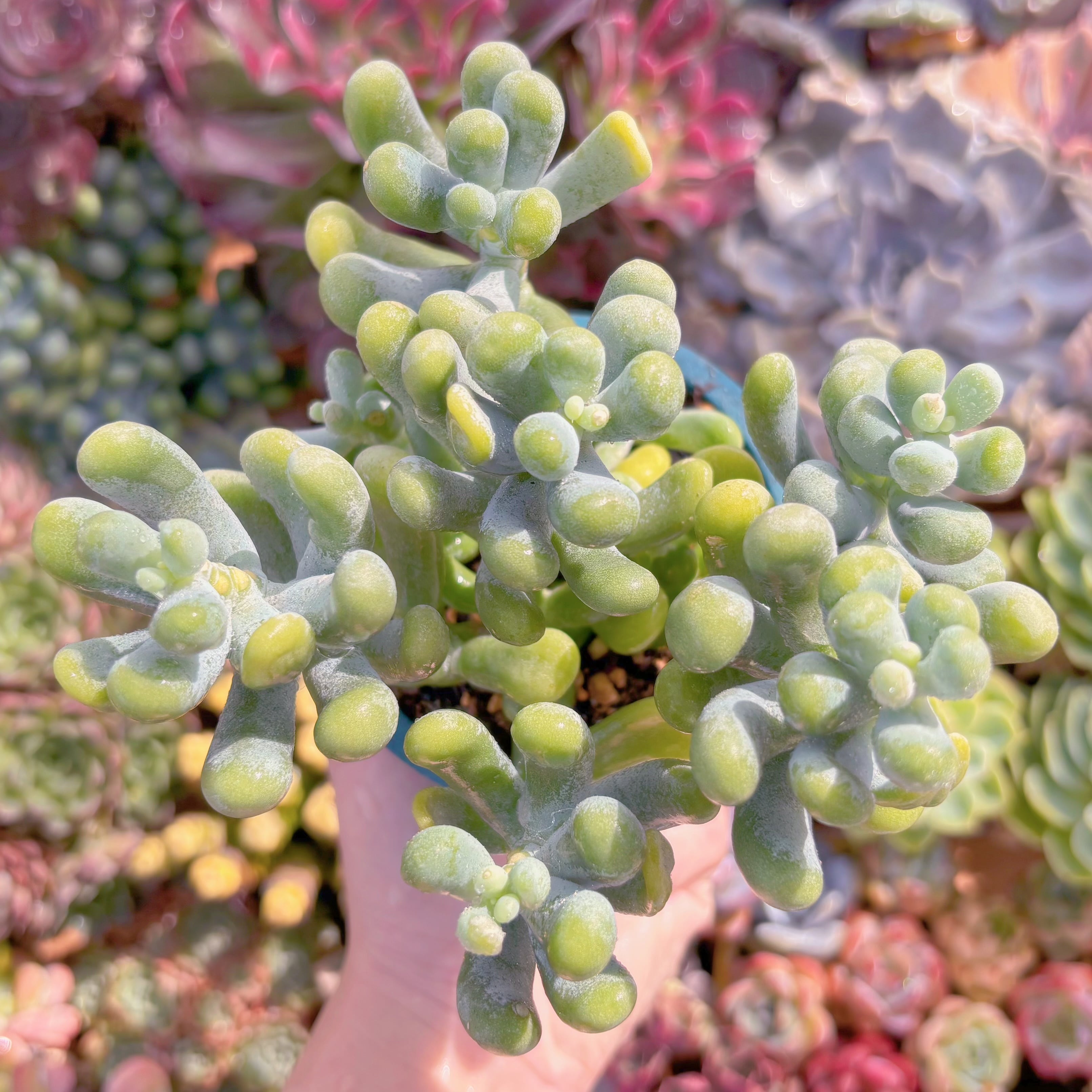 現品　バナナ美人#861　大群生　るる農園