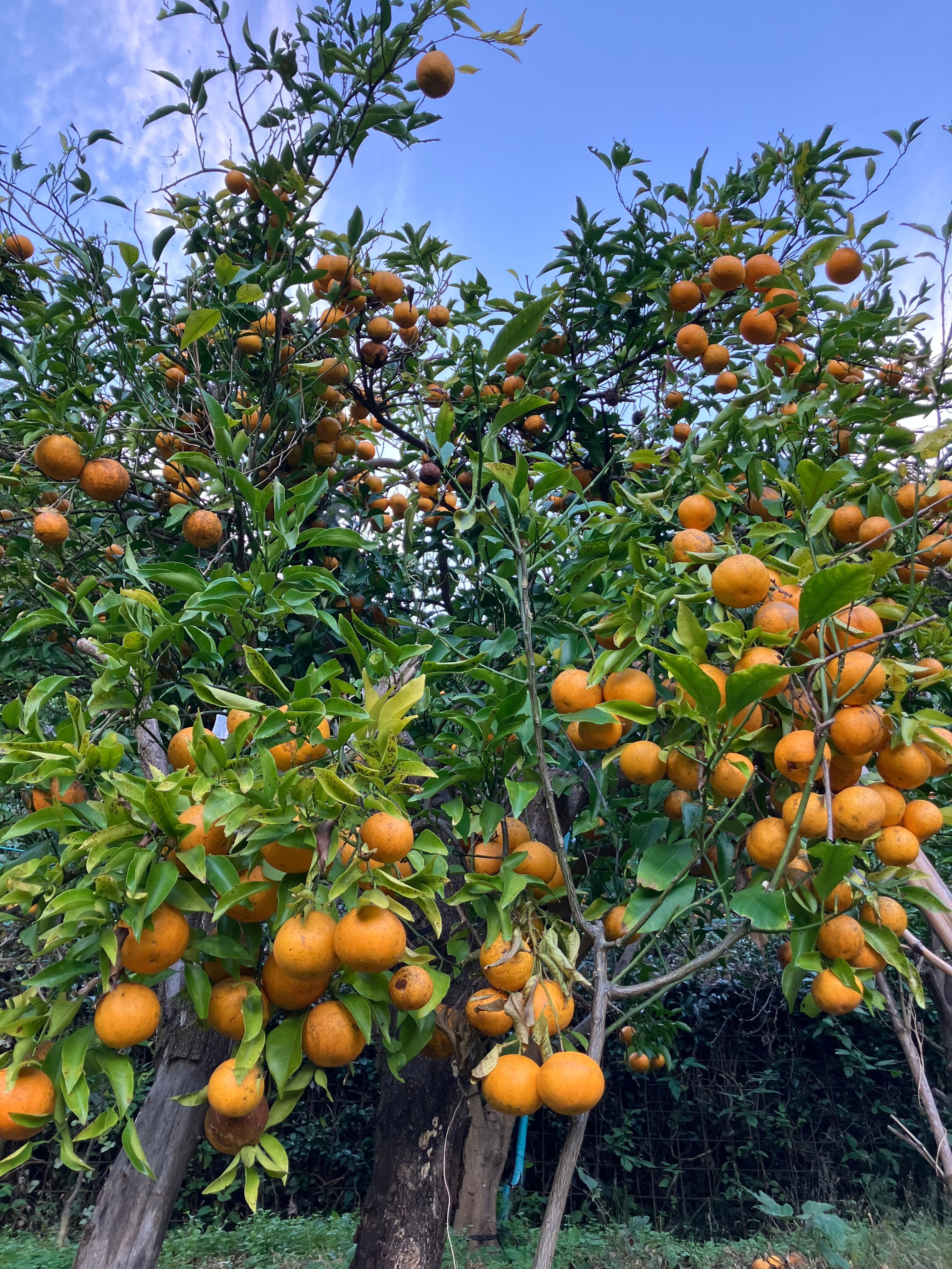 中吉屋在来種みかん 2kg | 中吉屋