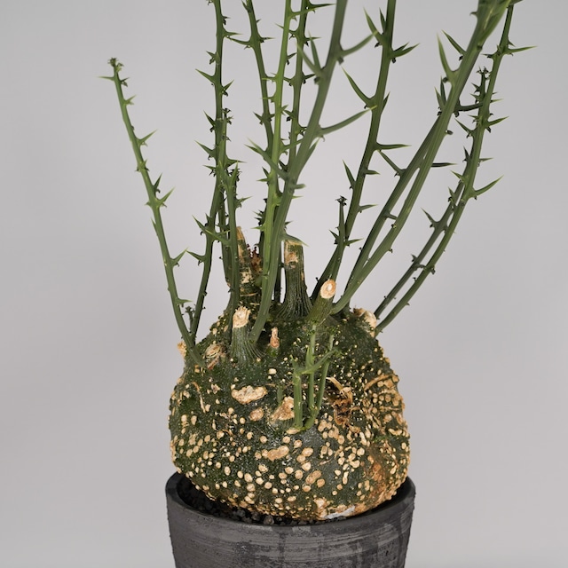 F56 アデニア グロボーサ  発根済 現地球