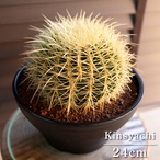 【発根済】24cm 金鯱 サボテン 8号 ドライガーデン 金シャチ キンシャチ 陶器鉢 1228BK