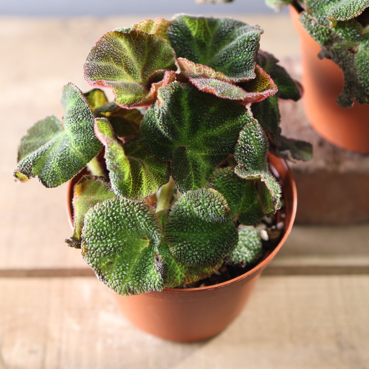 574『ベゴニア ソリムタータ』観葉植物【送料無料】 | MARX PLANTS
