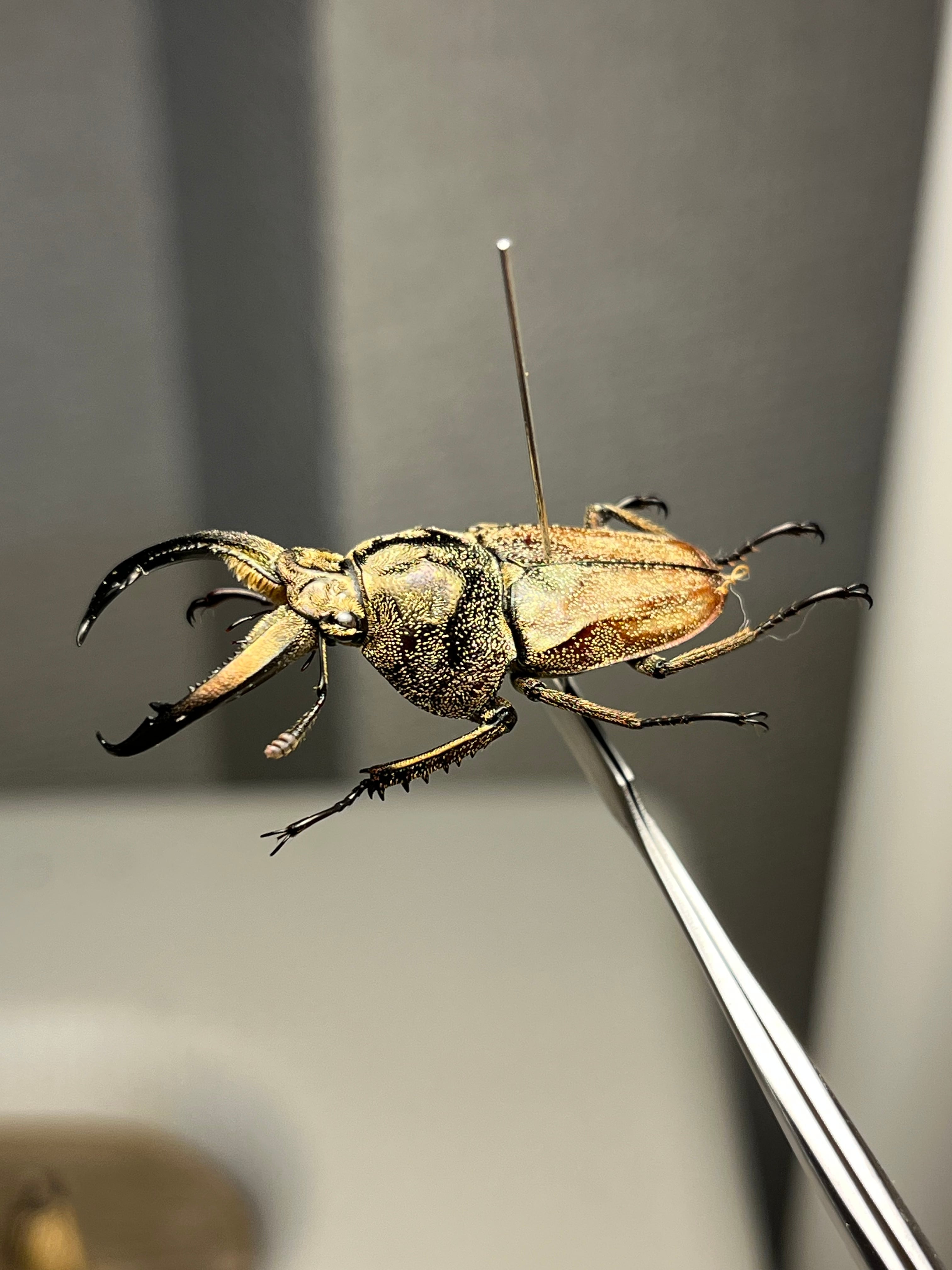 34mm♂】リンデコフキクワガタ 標本 ババオウゴンオニクワガタ ドウ