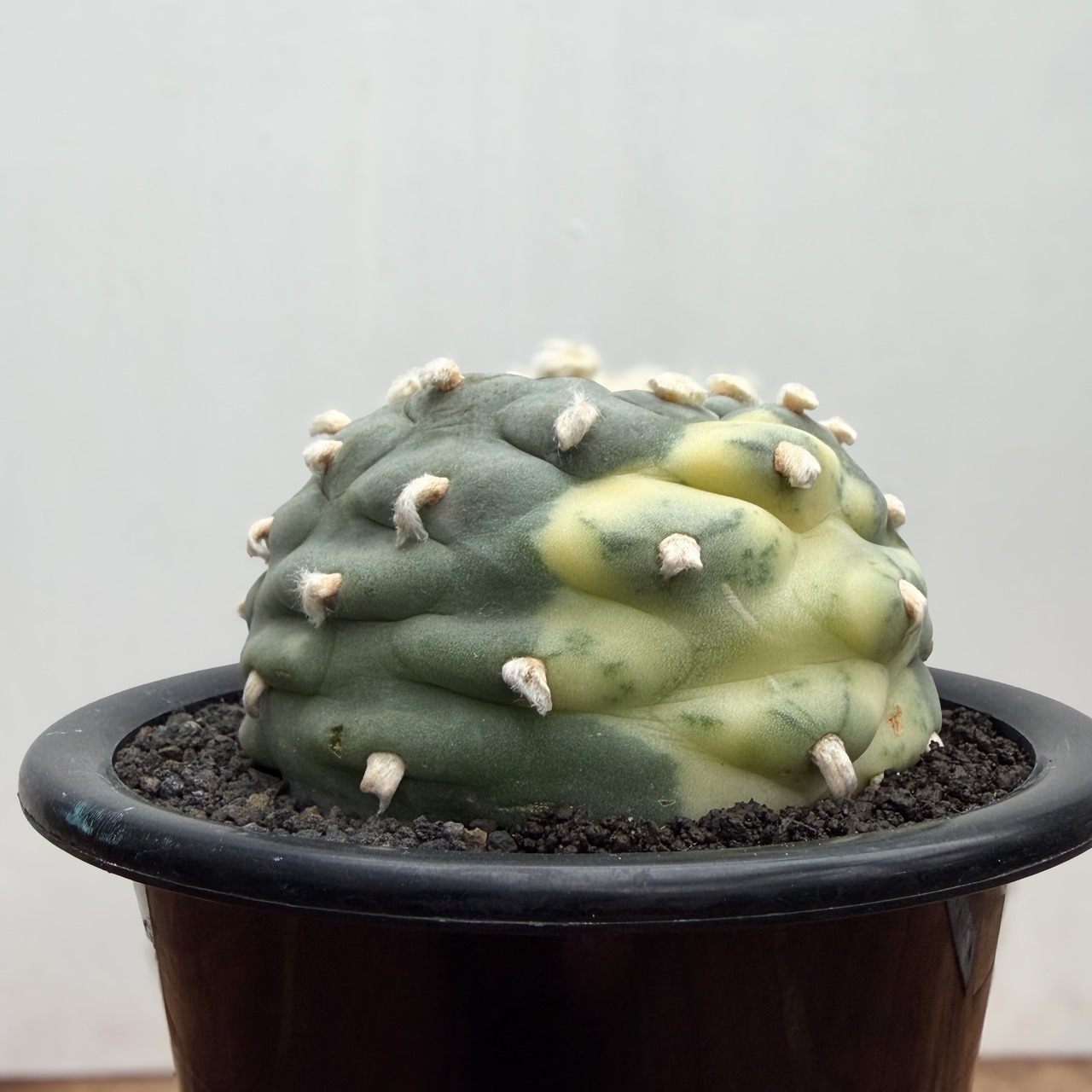 Lophophora diffusa variegata【ロフォフォラ・翠冠玉錦】