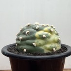 Lophophora diffusa variegata【ロフォフォラ・翠冠玉錦】