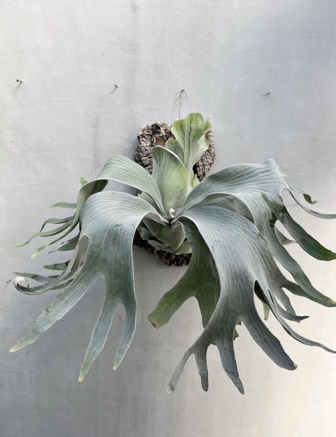 willinckii cv predator pup 2株 ビカクシダ（P. willinckii cv 