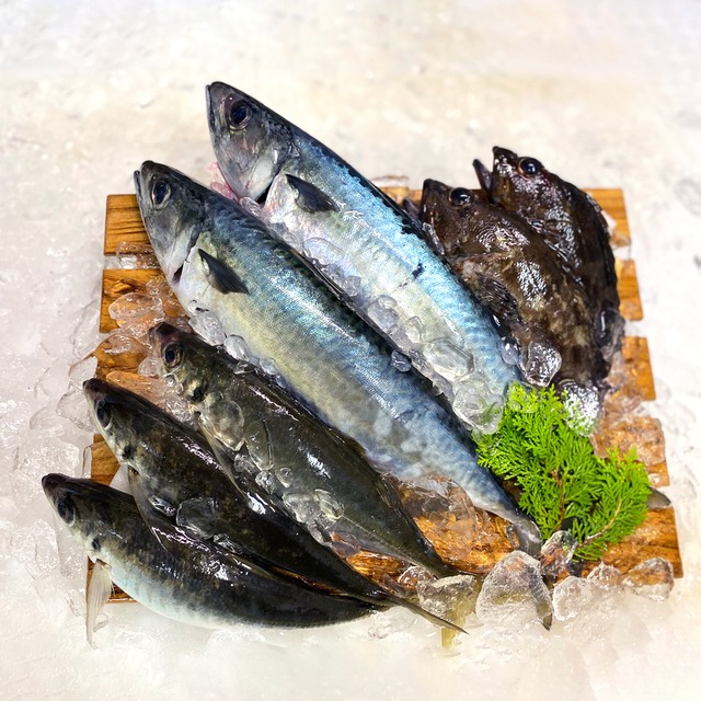 【極鮮】鮮魚BOX【送料込み】【対馬産】