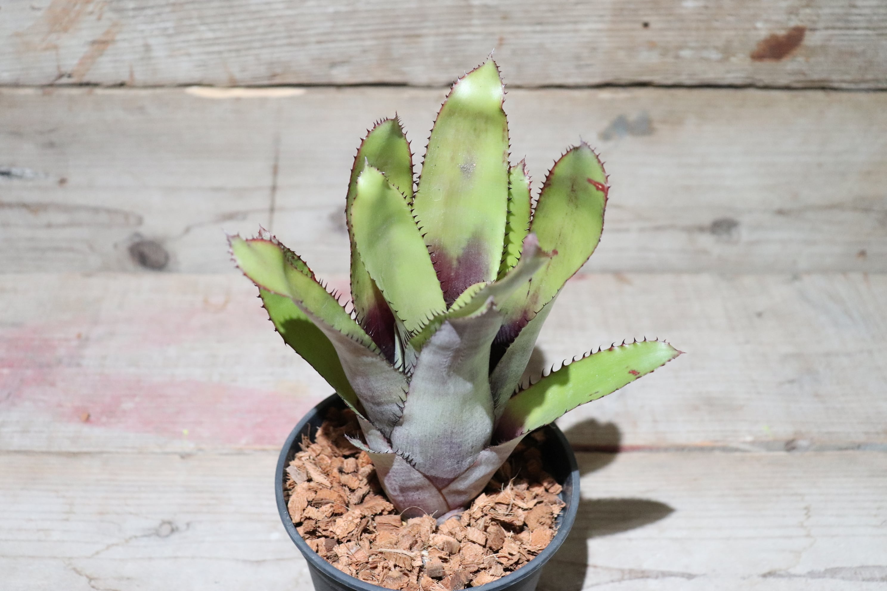 送料無料】Aechmea pineliana〔エクメア〕現品発送A0003 | plane plants