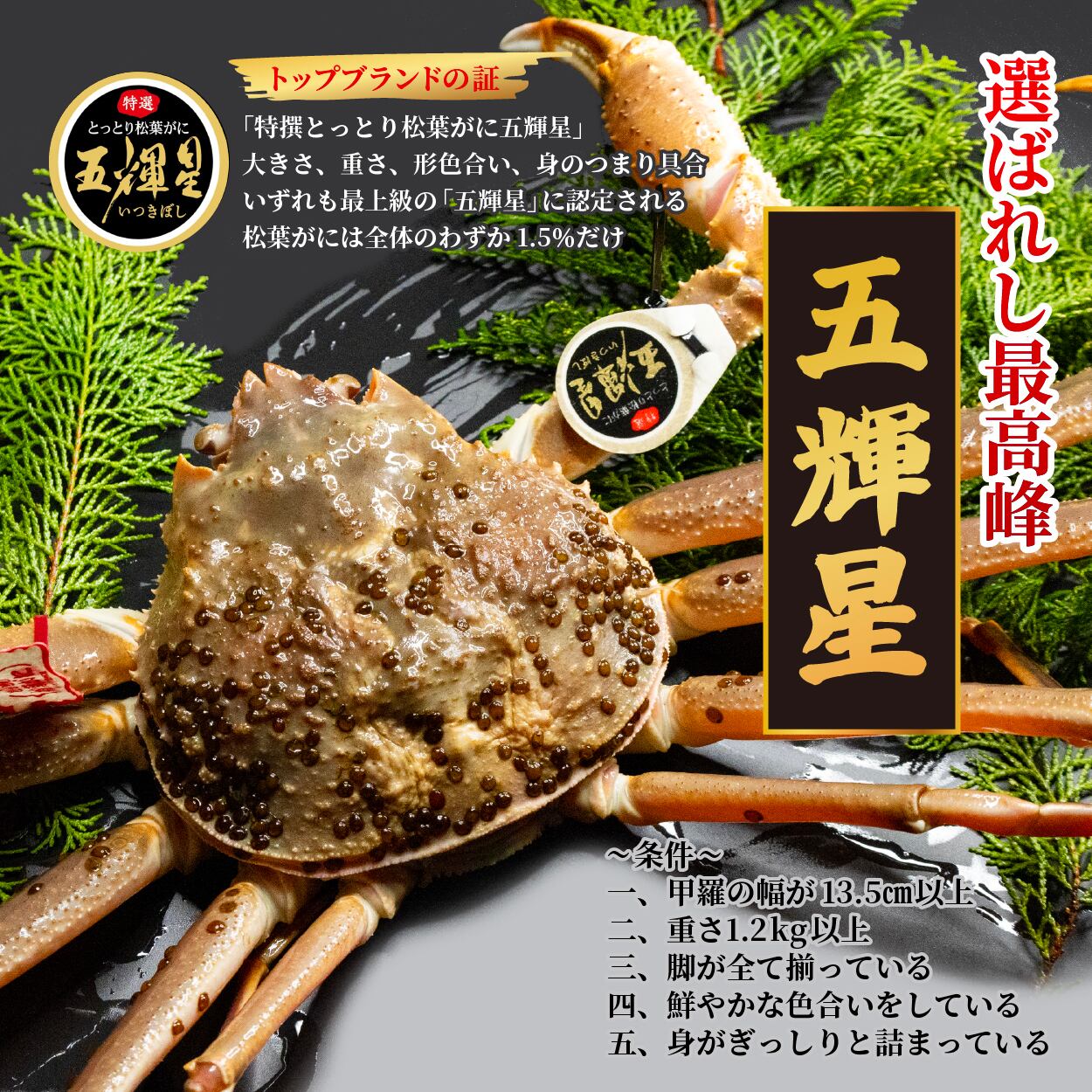 数量限定！【最高級ブランド】五輝星 1.2kg以上 タグ付（活生） | 英弘