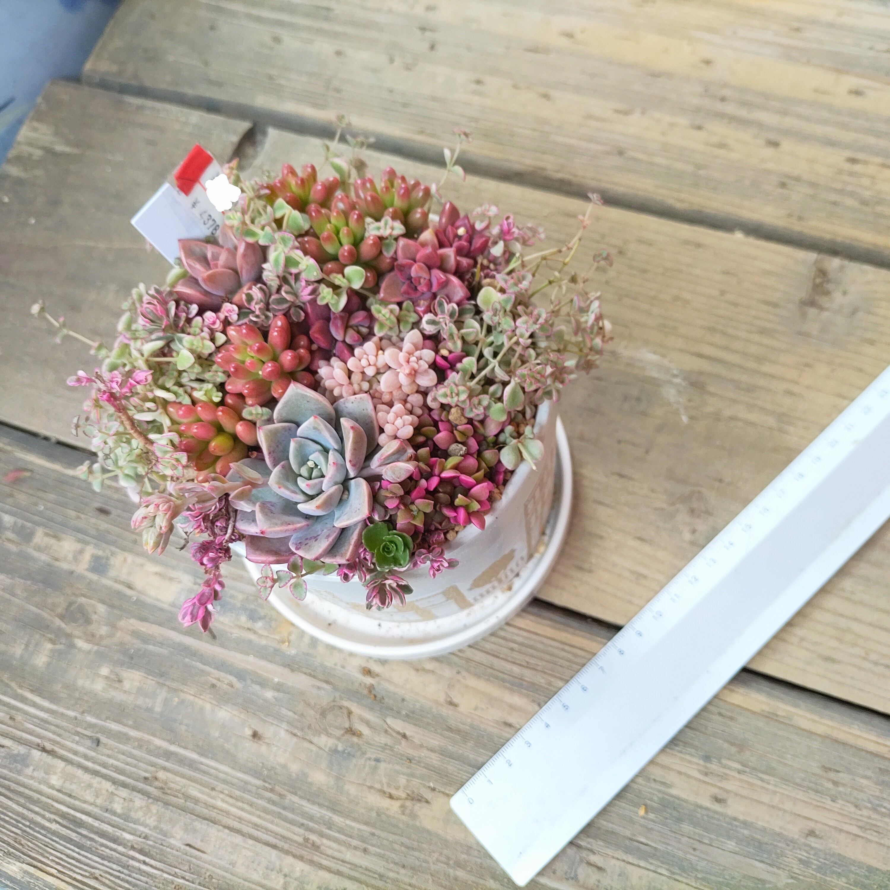 可愛ぃ寄せ植え（母の日プレゼント） | RuPo 多肉植物専門店