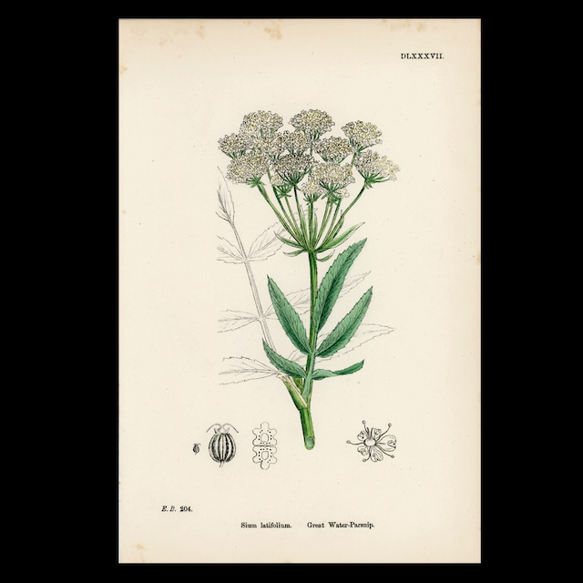 【19世紀後半】英国植物図版｜Sium latifolium｜English Botany No.587