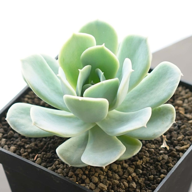 【限定1株】カット苗 ポルックス Echeveria 'Pollux'