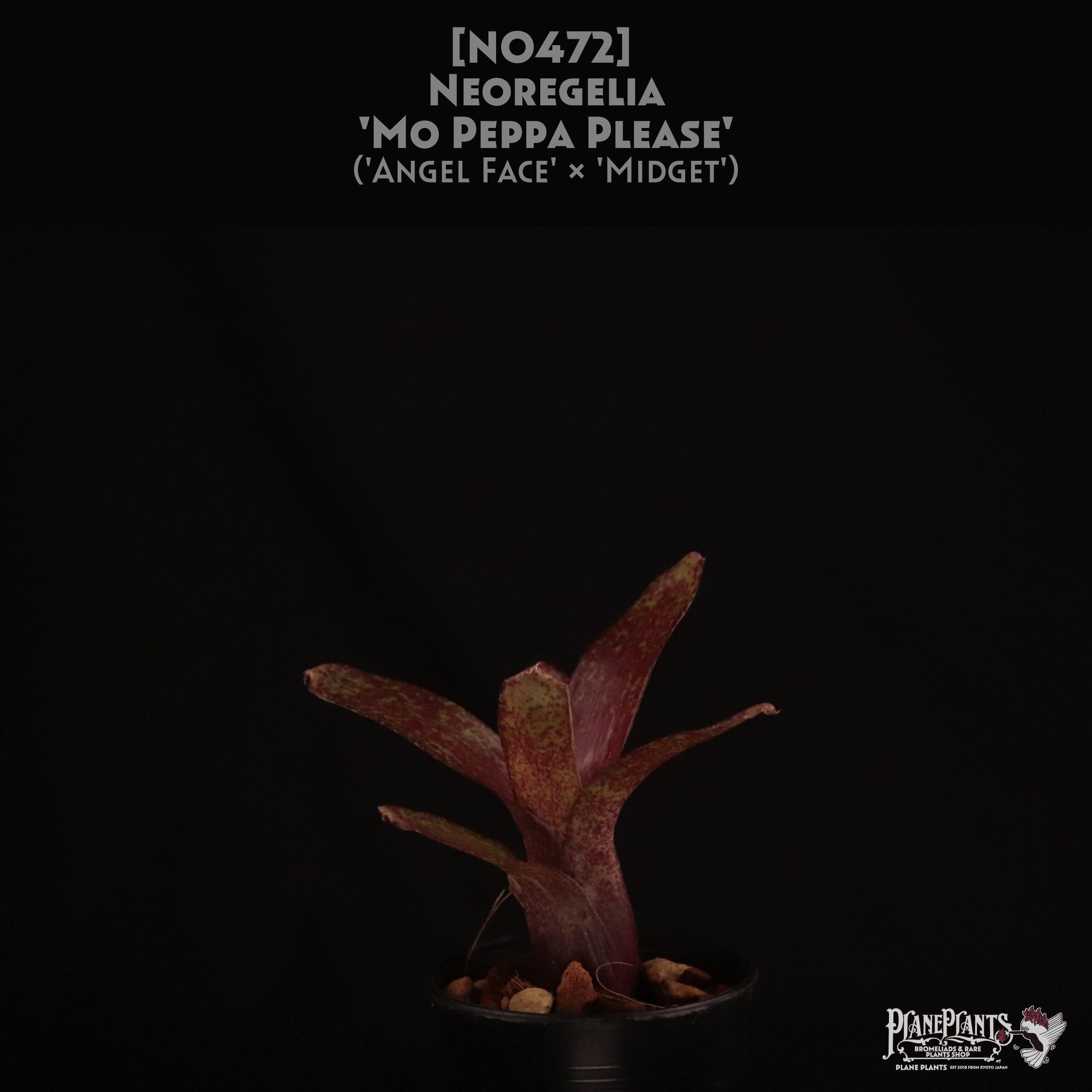 【送料無料】Neoregelia 'Mo Peppa Please'〔ネオレゲリア〕現品発送N0472