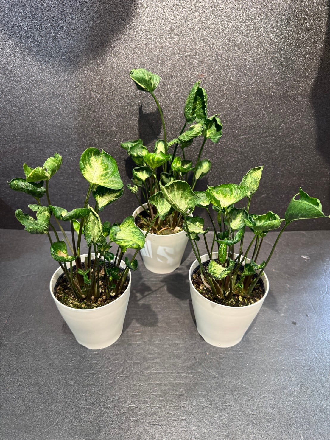 シンゴニウム　ゴジラ他ご注文分 シンゴニウム・ゴジラ 4号 | 観葉植物と雑貨のお店 VIVAGREEN