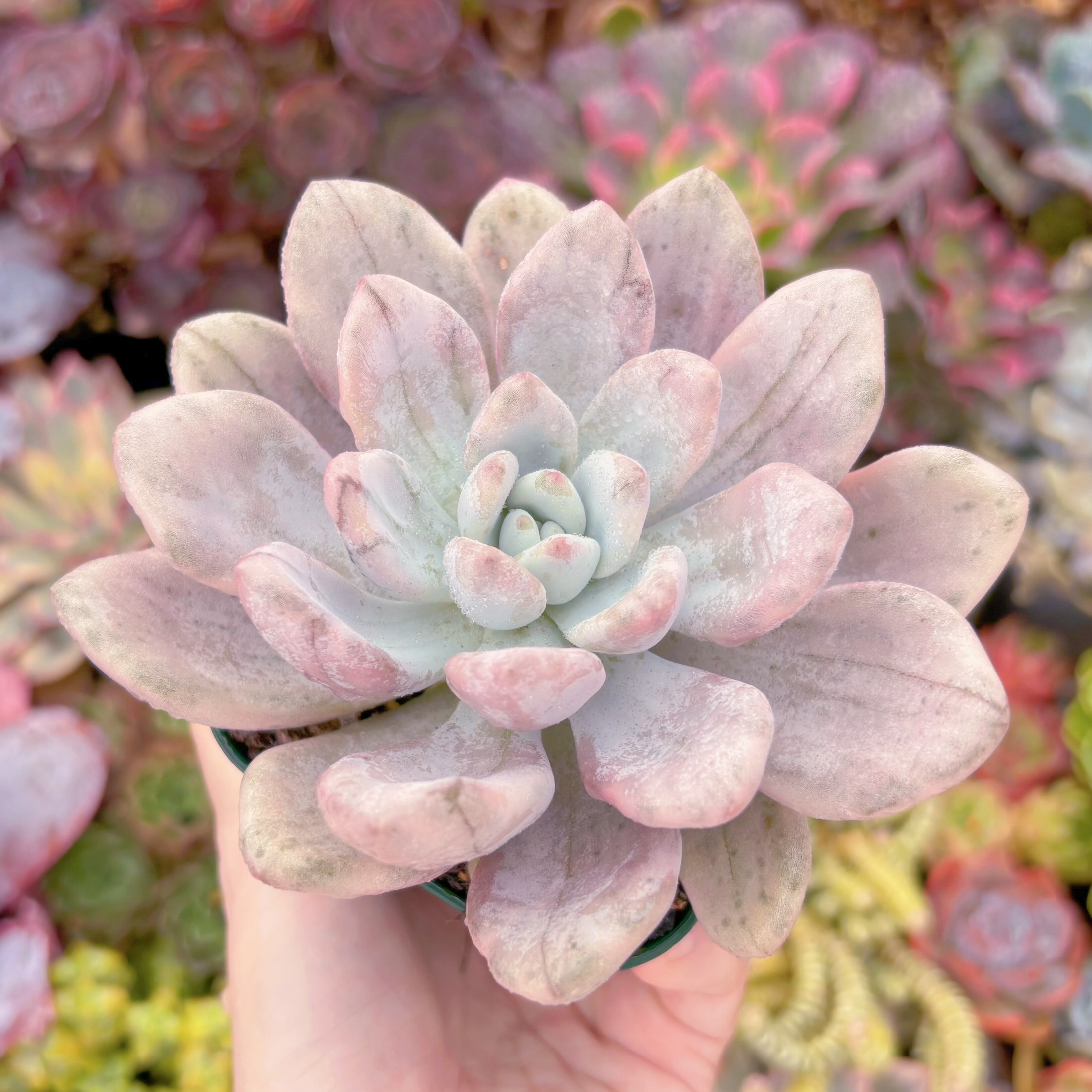 Top【選抜株】多肉植物 21307 オパリナ錦24個 鉢無し/脱土｜多肉