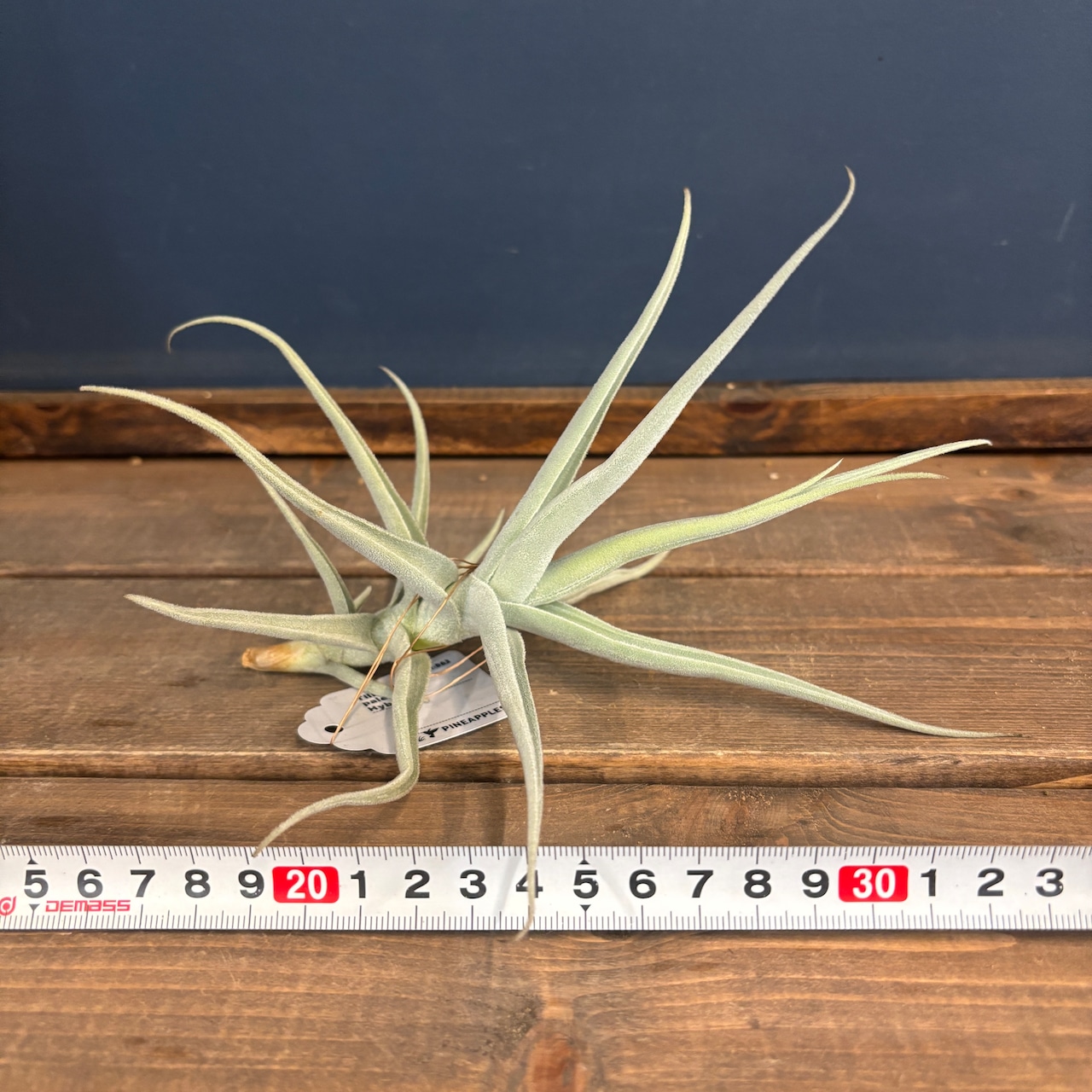 チランジア パレアセア Hyb【1046】