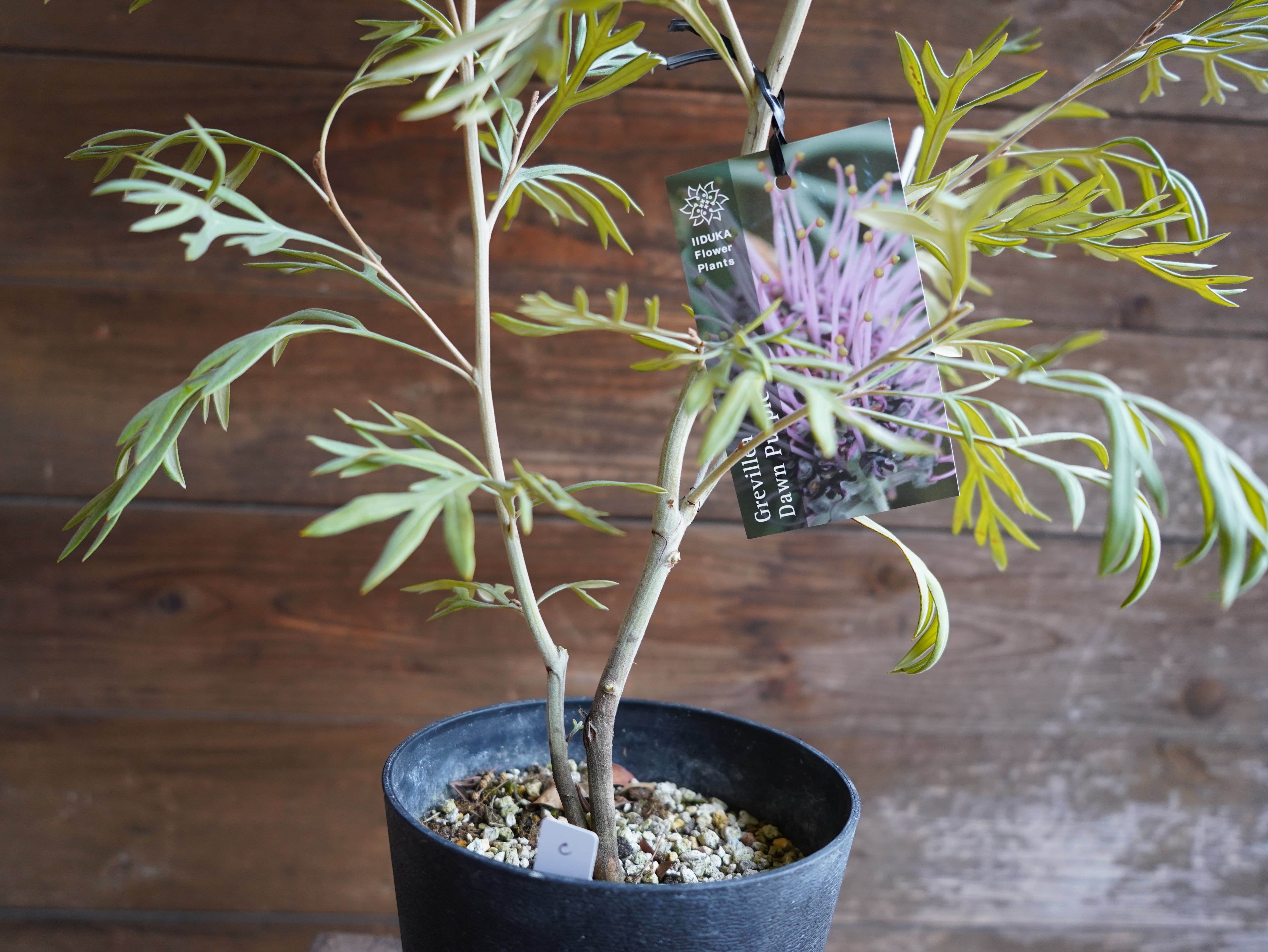 【現物】グレビレア ”ドーンパープル” C