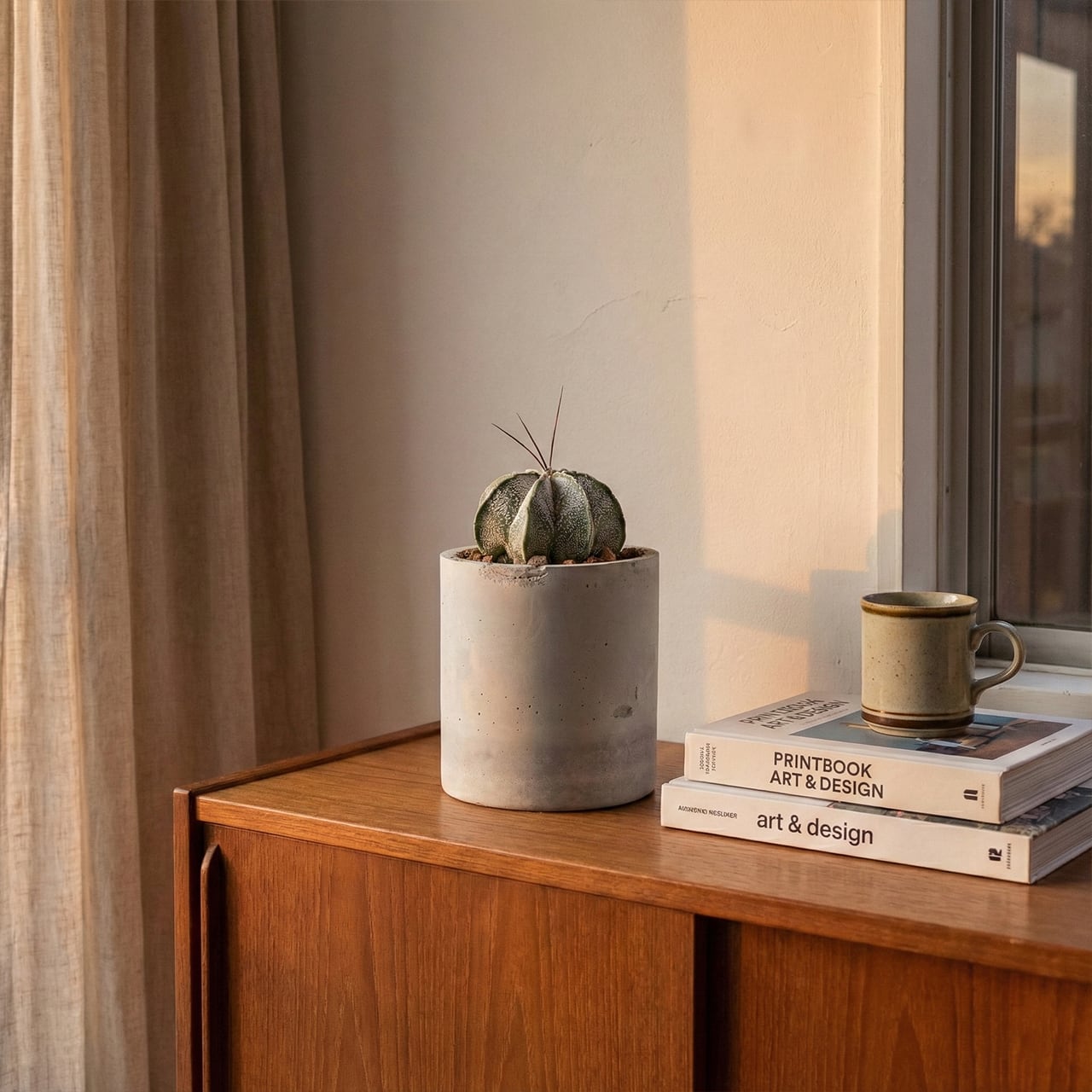 ニベウム(Astrophytum niveum)|雪のような白斑が美しいアストロフィツム属の逸品【虫発生抑制/手作りモルタル鉢】