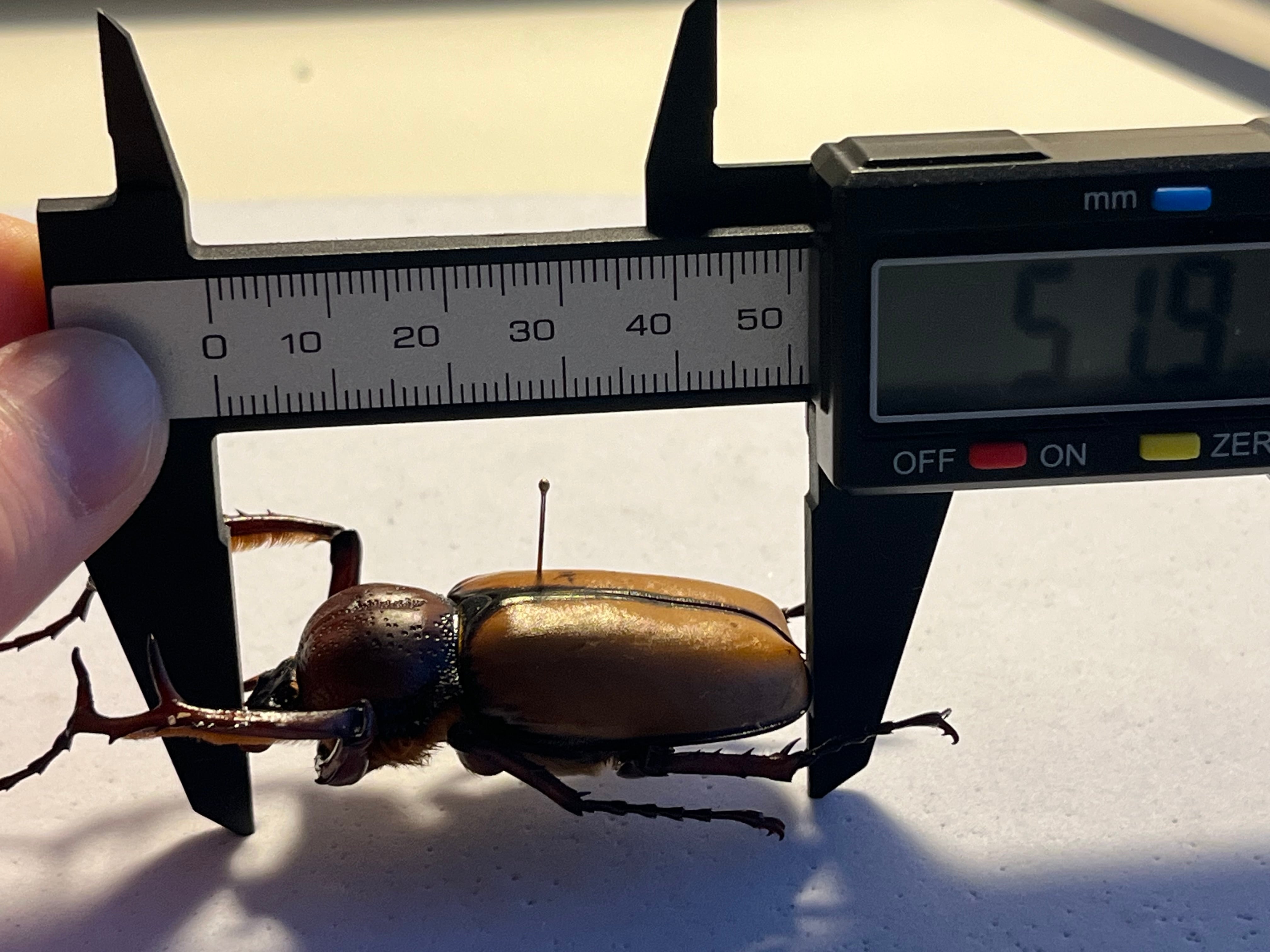 化物汚有】ダビディヒメテナガコガネ 標本テナガカミキリ昆虫標本 甲虫