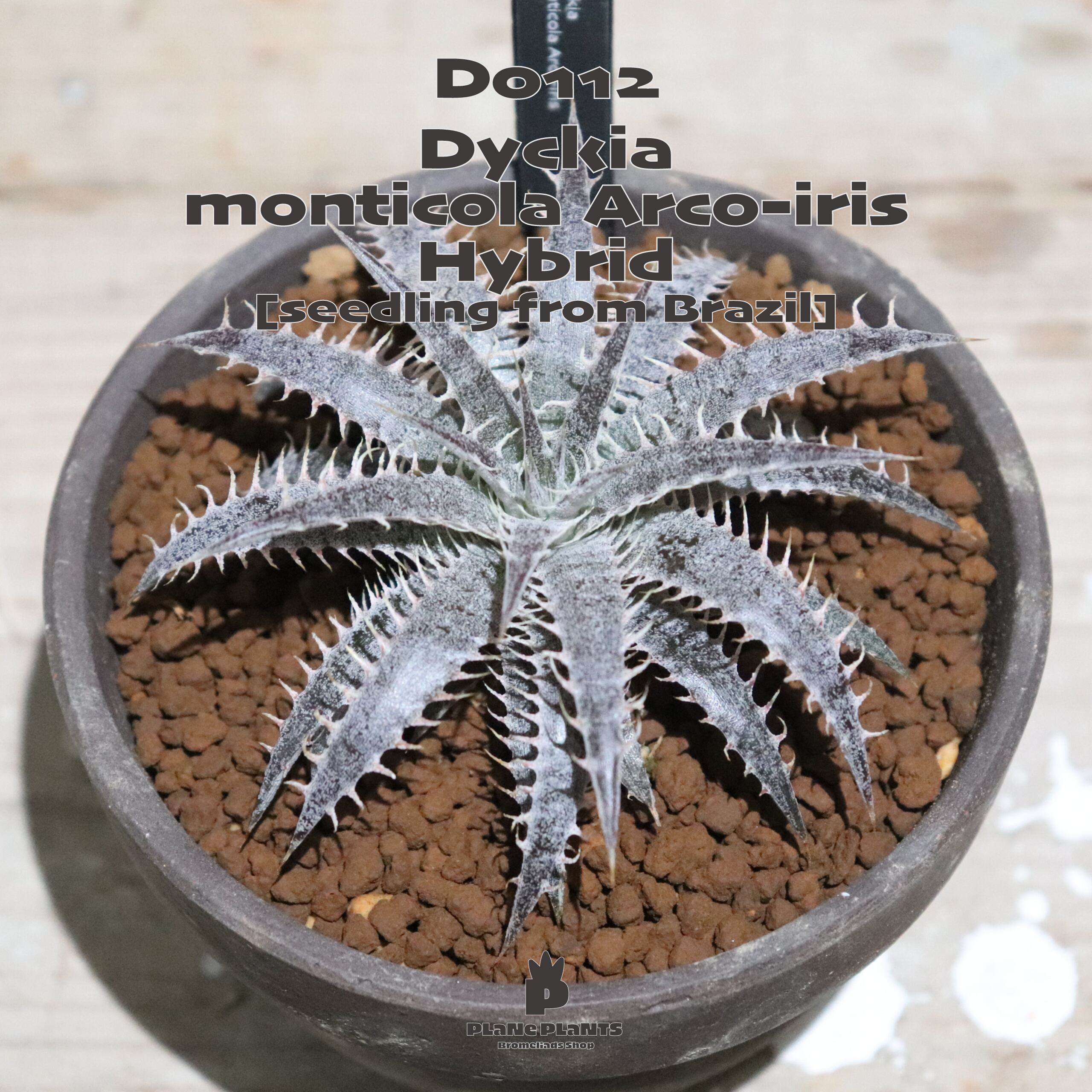 斑入り 原種 野生株 ディッキア オーロラ Dyckia Aurola ⑴ 斑入り 原種 野生株 ディッキア オーロラ Dyckia Aurola ⑵ 斑入り