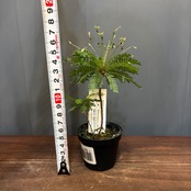 【新着3日限定10%OFF】ビオフィツム　デンドロイデス【1167】