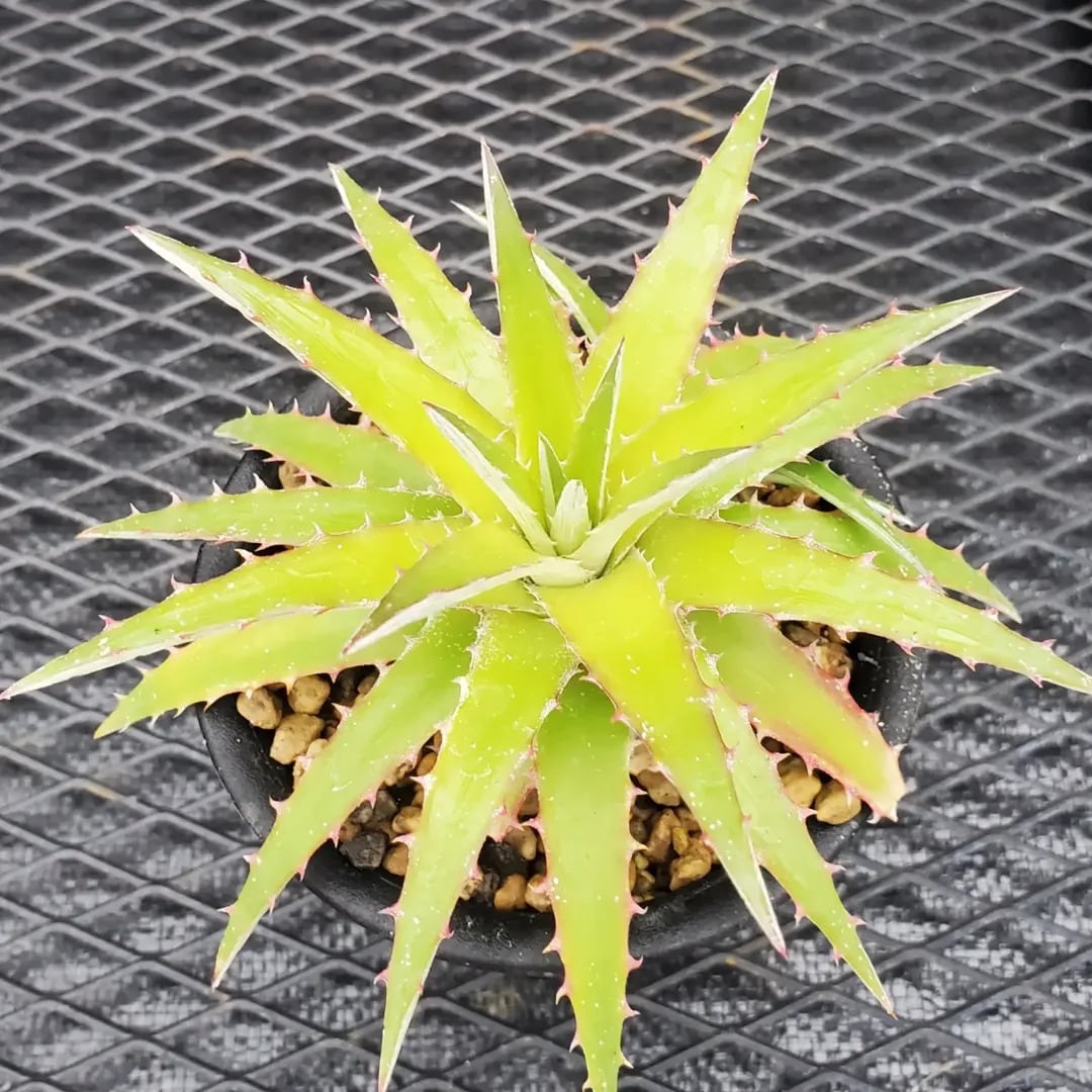 Dyckia（ディッキア） | レアプランツ通販サイトPlants Maniax