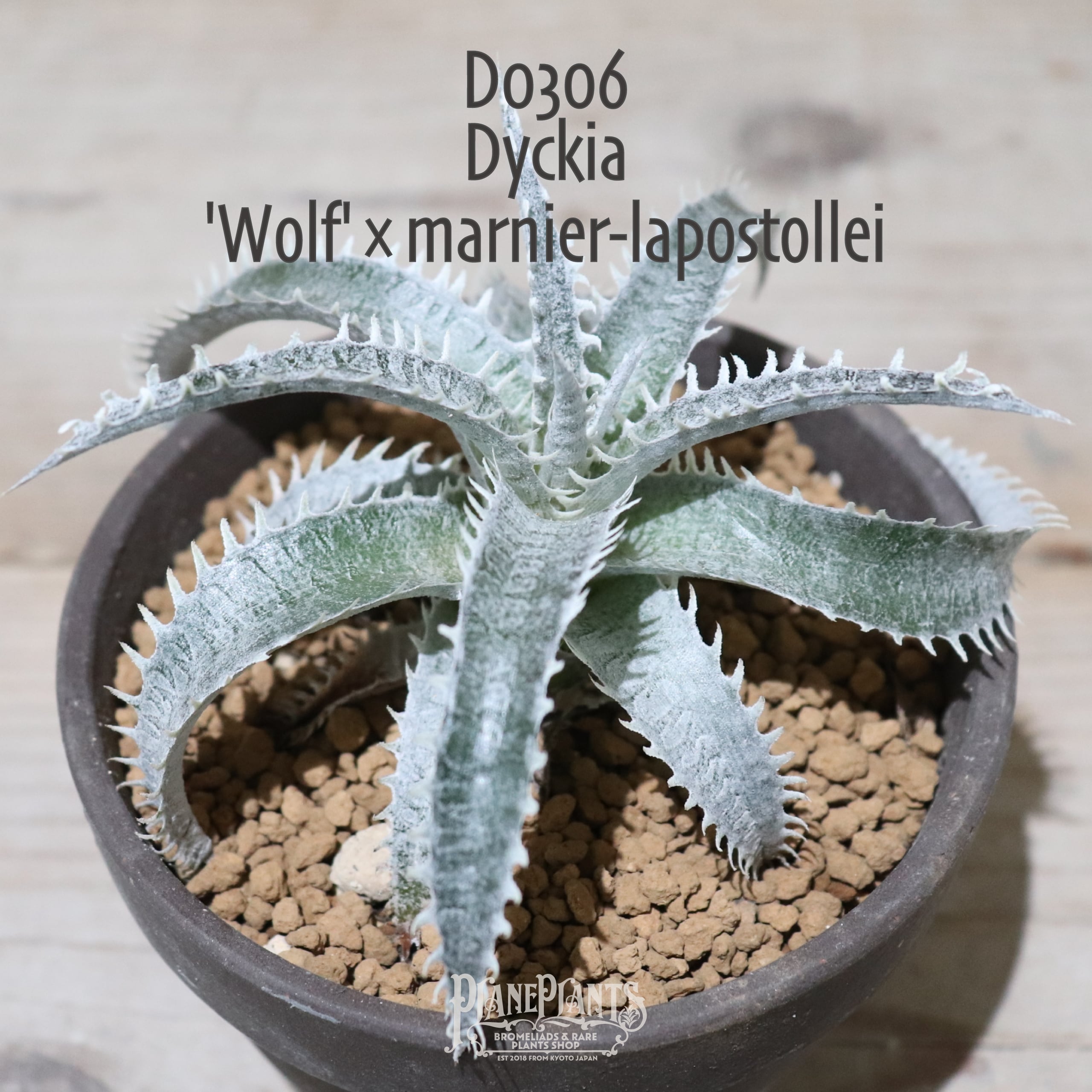 【送料無料】‘Wolf’×marnier-lapostollei〔ディッキア〕現品発送D0306