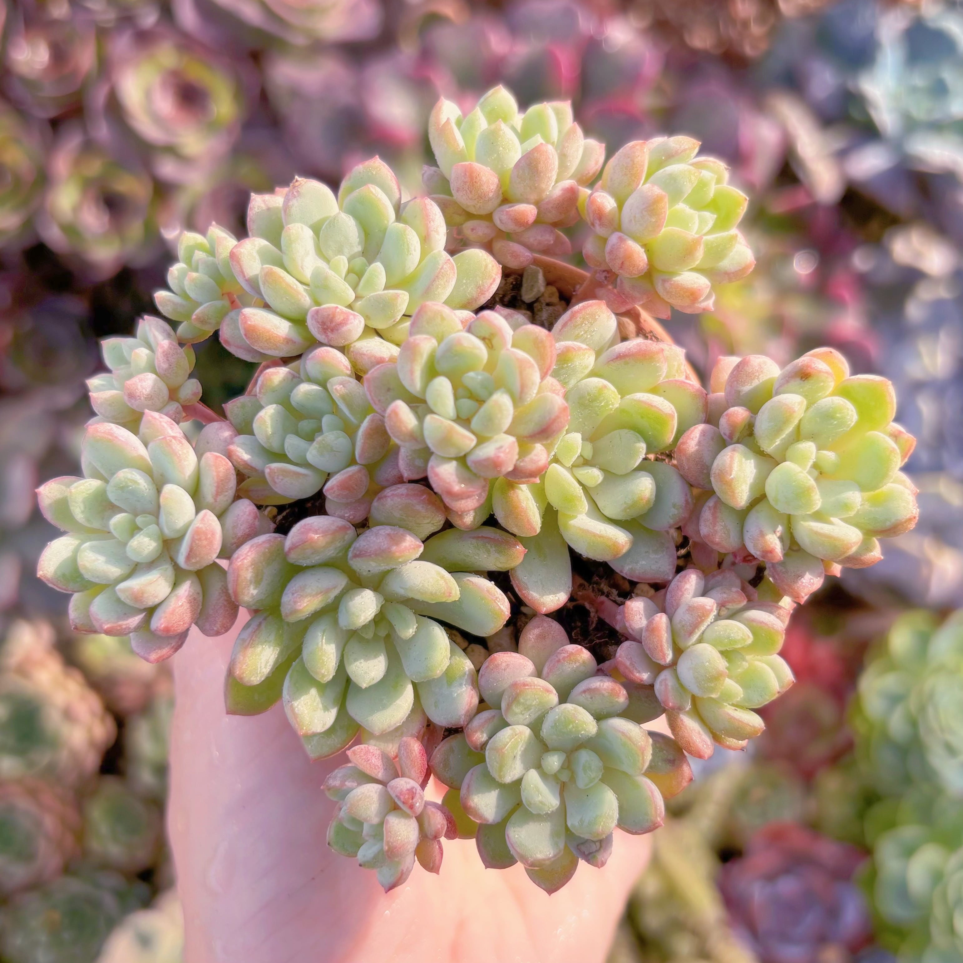 多肉植物　萌豆　群生　新入荷　るる農園