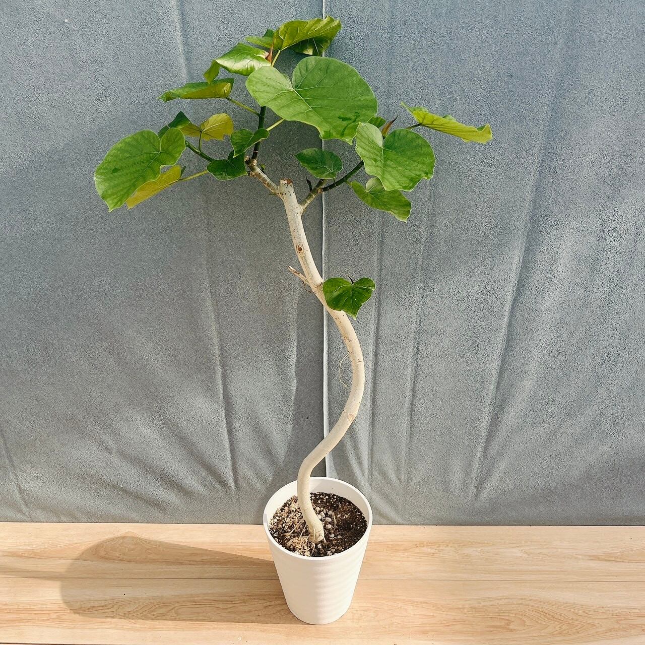 現品］【希少】E オリーブ アスコラーナ 8号 観葉植物 レア ベランダ