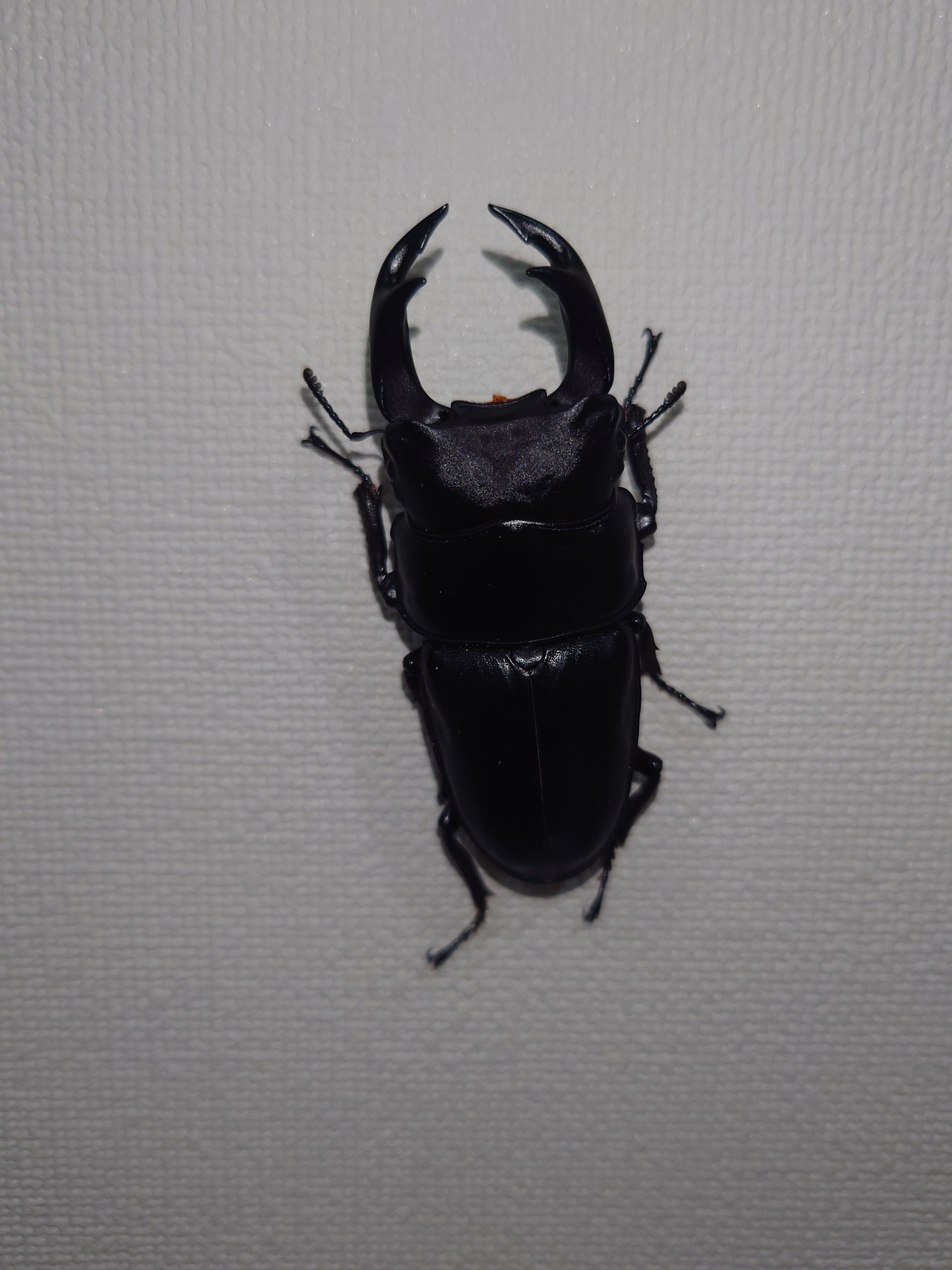 オオクワライフ