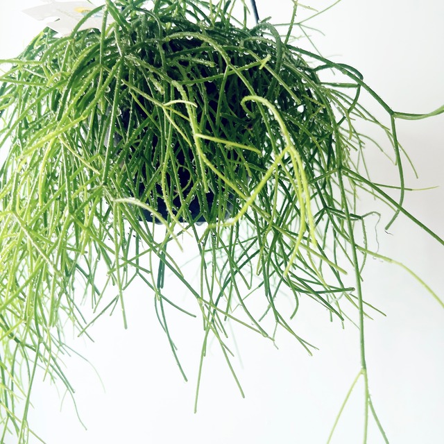 《耐暑性が強い》リプサリス カシエロ ハンギング 観葉植物 calm cafe