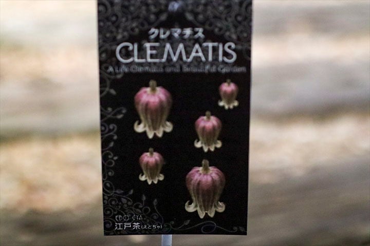 クレマチス 江戸茶 ｸﾚﾏﾁｽ】江戸茶 | オニ通