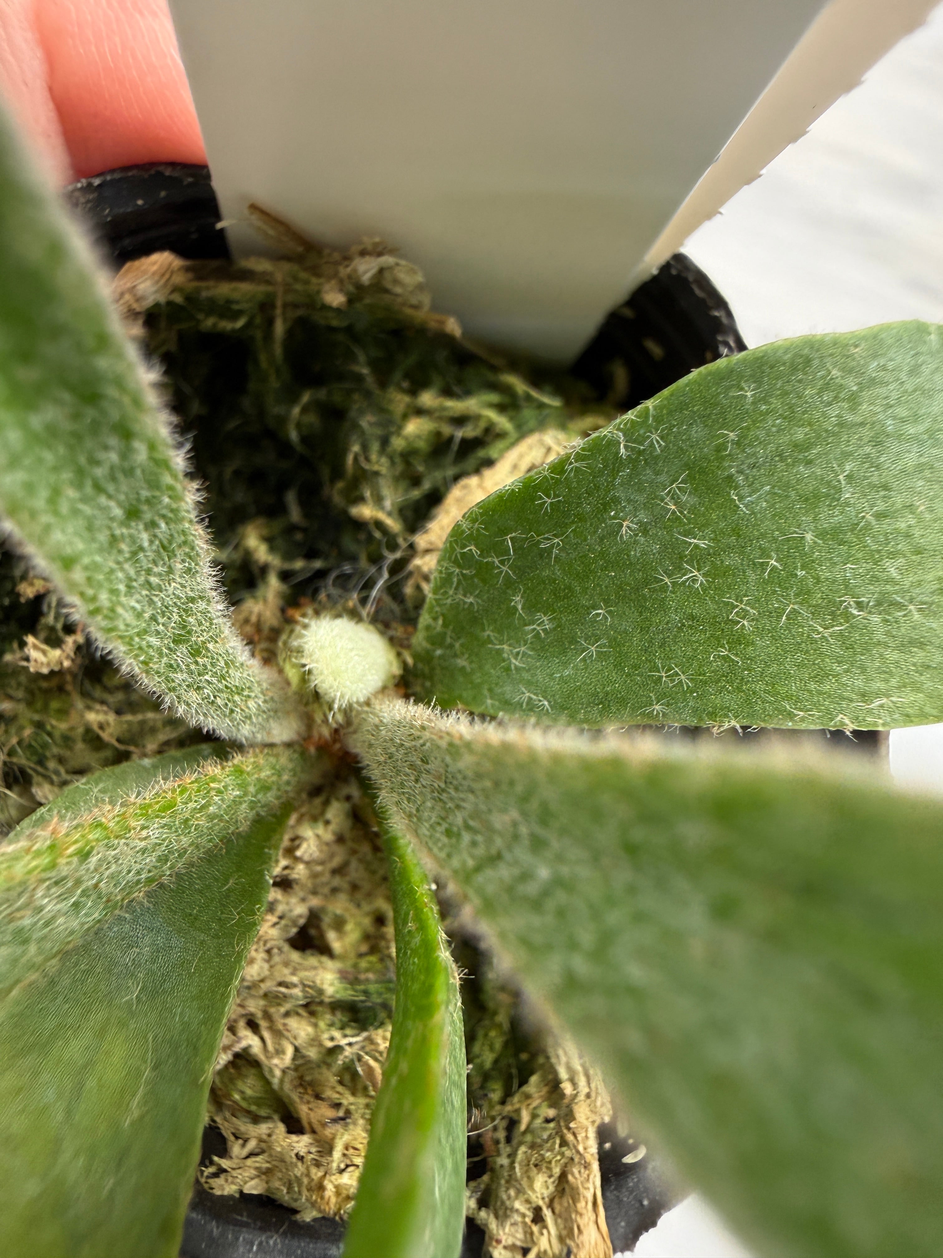 ☆3874 ビカクシダ ポップソーダ TC (5㎝ポット) | ROOTALPLANTS