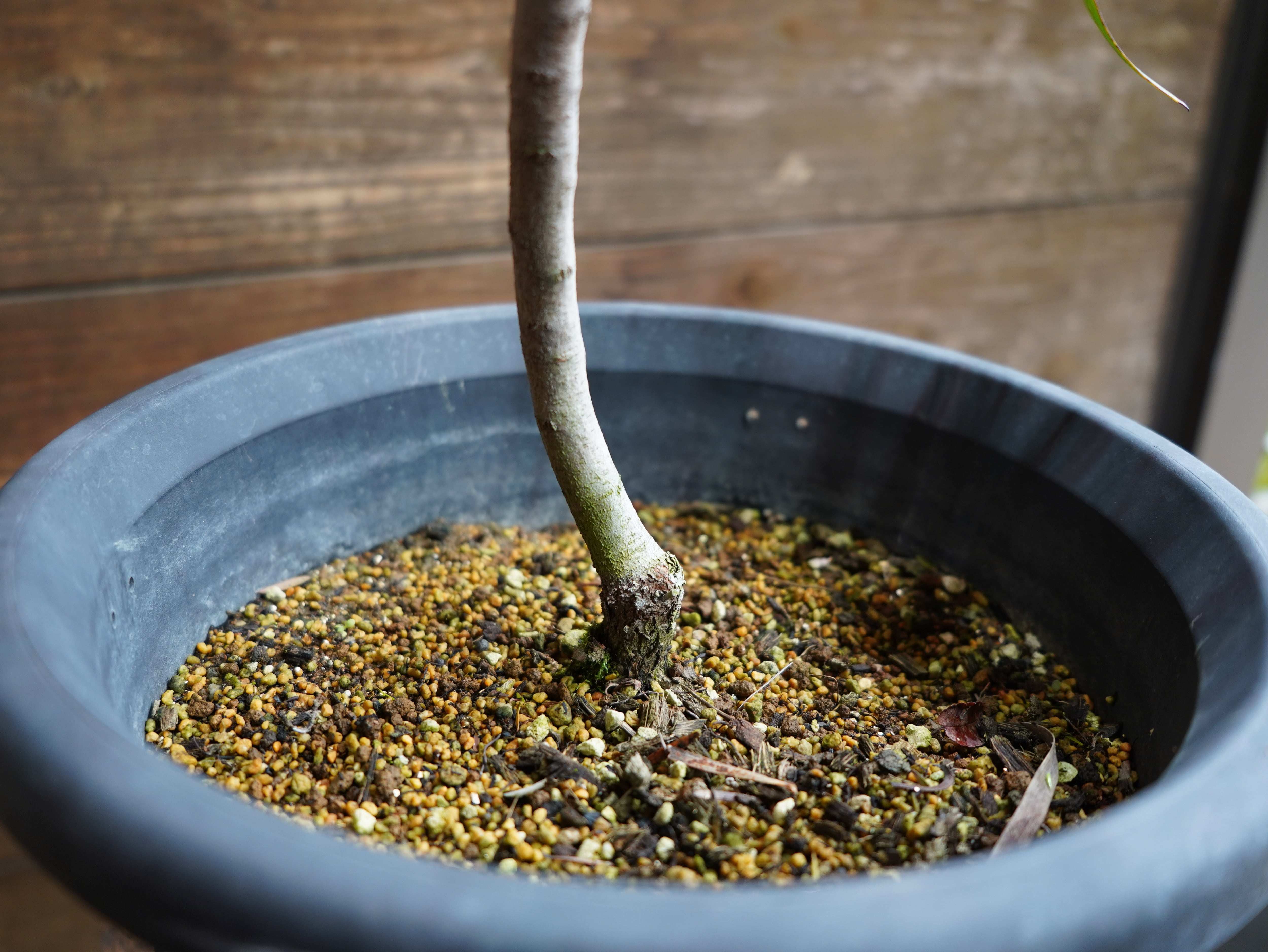 【現物】ハケア　”マルチリネアータ”