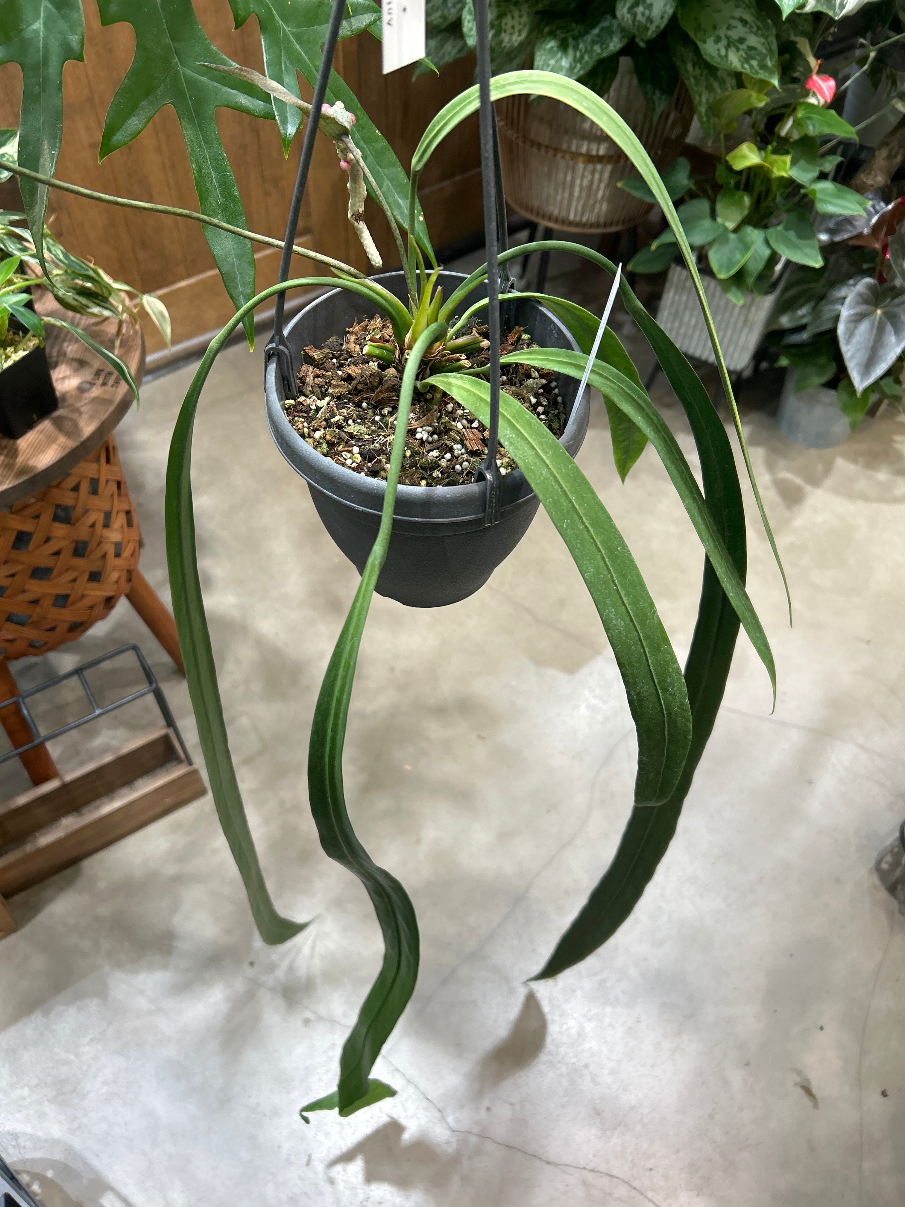 フィロデンドロン トータム | MIDORIYA 観葉植物専門店