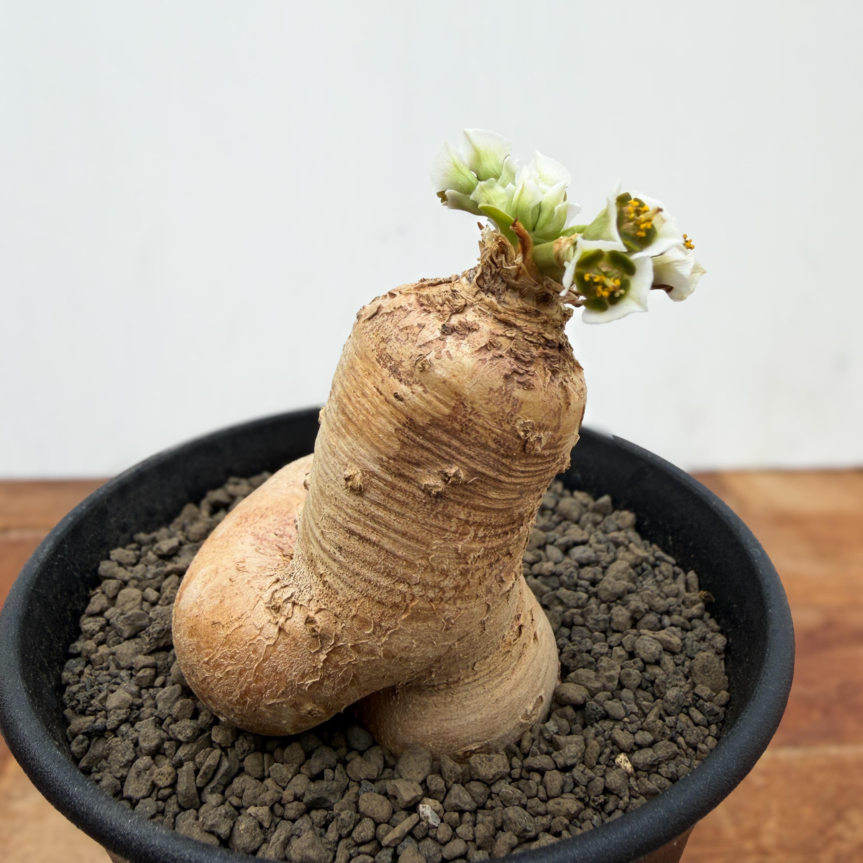 Euphorbia primulifolia 【ユーフォルビア・プリムリフォリア・実生