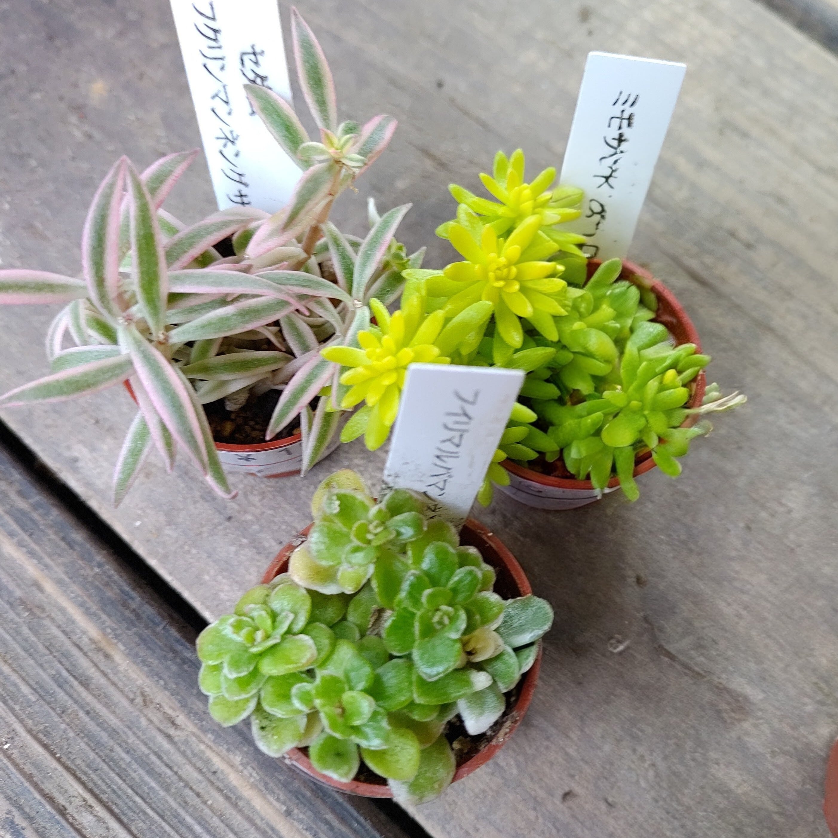 1号鉢可愛ぃセダム7セット（A） | RuPo 多肉植物専門店