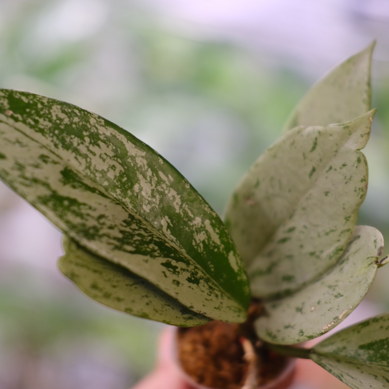 Hoya pubicaly x Pink Silver Ghost / ホヤ プビカリクス×ピンク シルバーゴースト