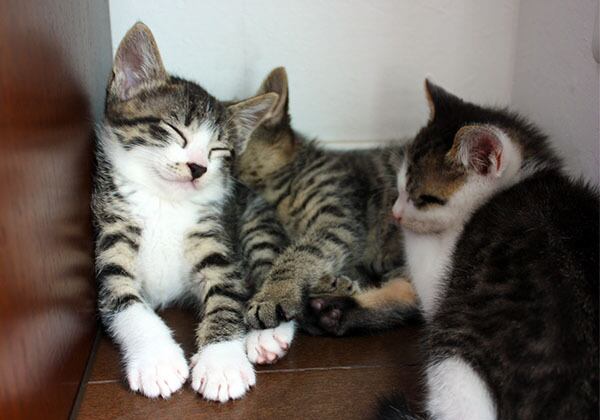 猫 ポストカード The Cat who....集団睡眠 保護猫ブラザース(1) 10x14.8センチ(cm)官製はがきサイズ 猫写真 はがき ねこ葉書 ネコハガキ Postcard アイとちび