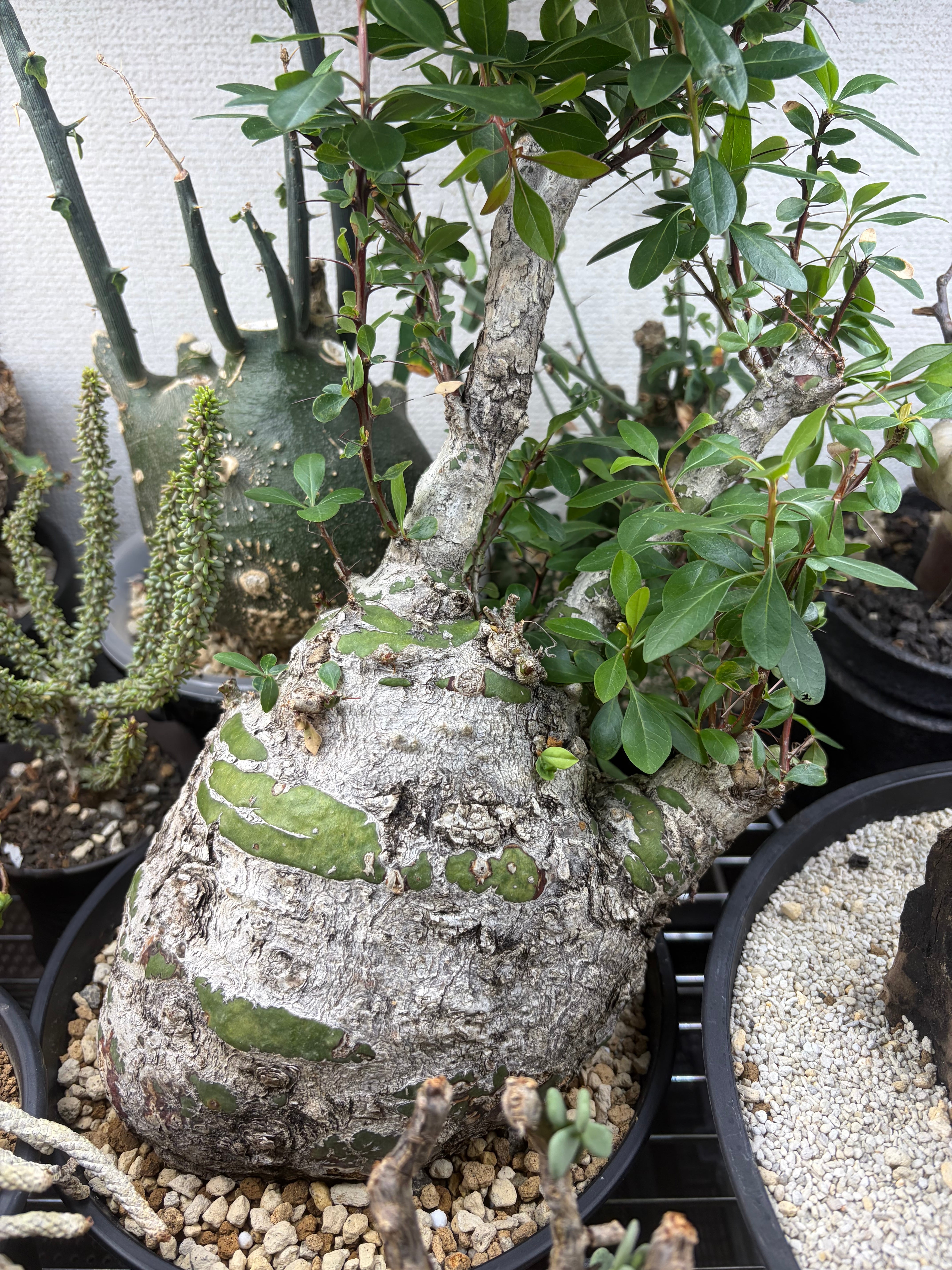 新品 レフトボタニカル　leftbotanical 鉢 レフトボタニカル leftbotanical 鉢 グラキリス ケラリア コミフォラ