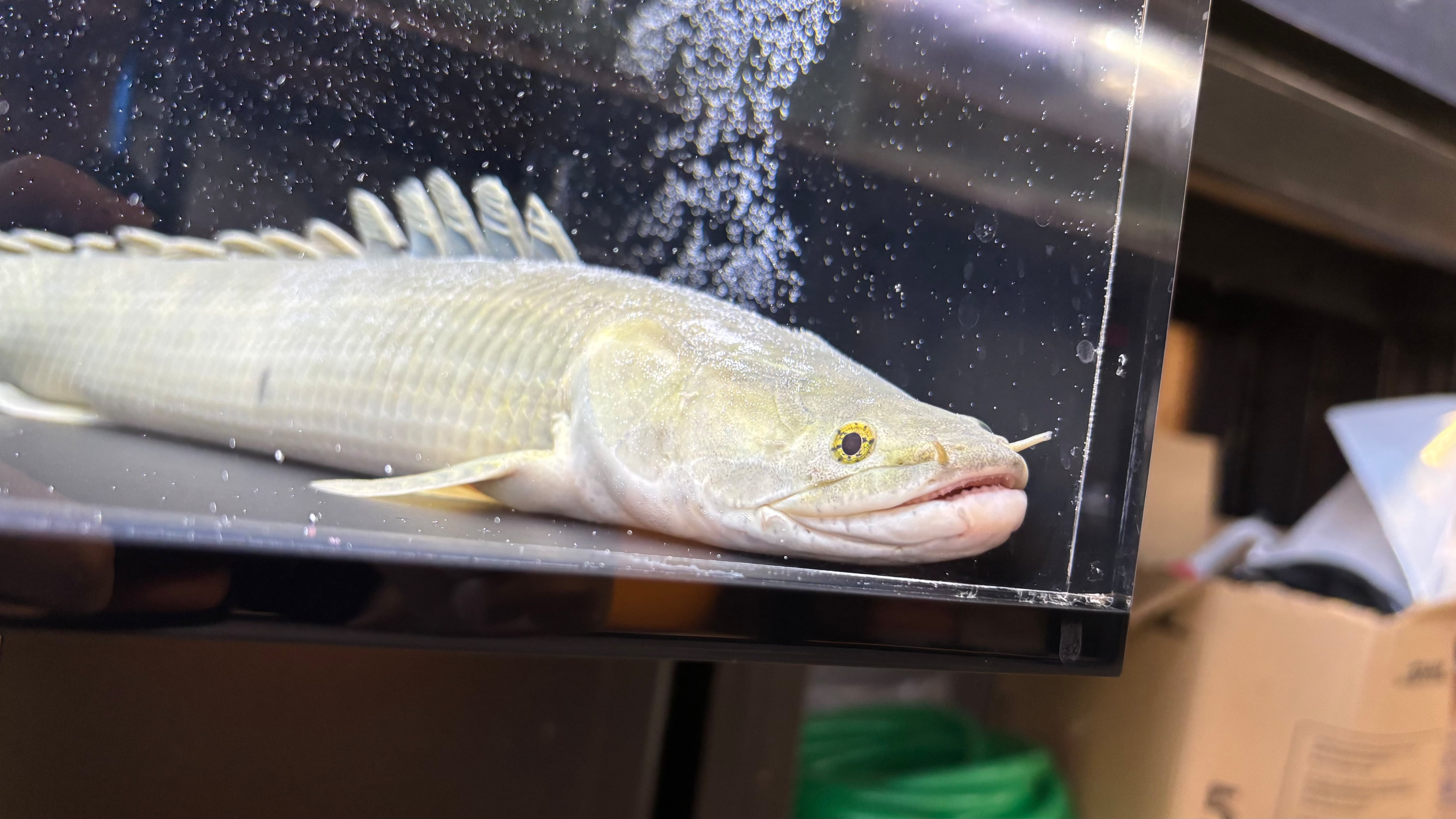 わいるどもんオリジナル 流動式フィルター 60cmサイズ 単品 | アフリカ