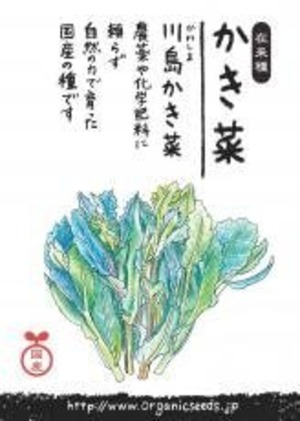国産川島かき菜 約５００粒　ＮＬＳ