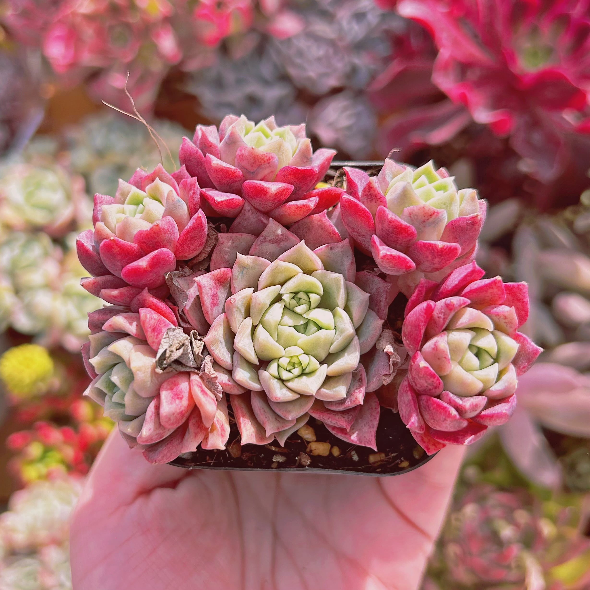 #838現物　多肉植物　雪月